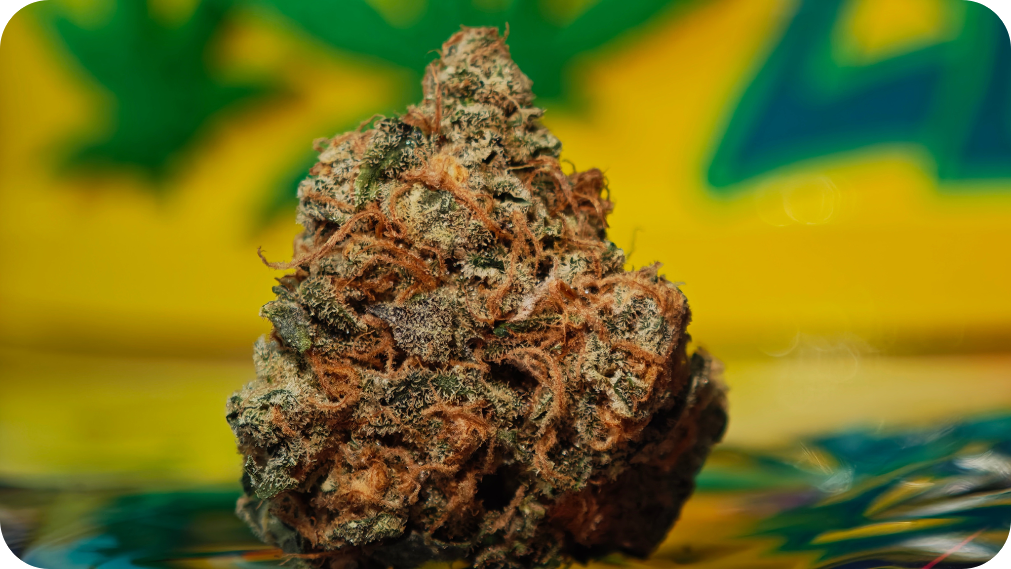 Fleur de THCA puissante – Black Bomb USA avec fort taux de tétrahydrocannabinolique