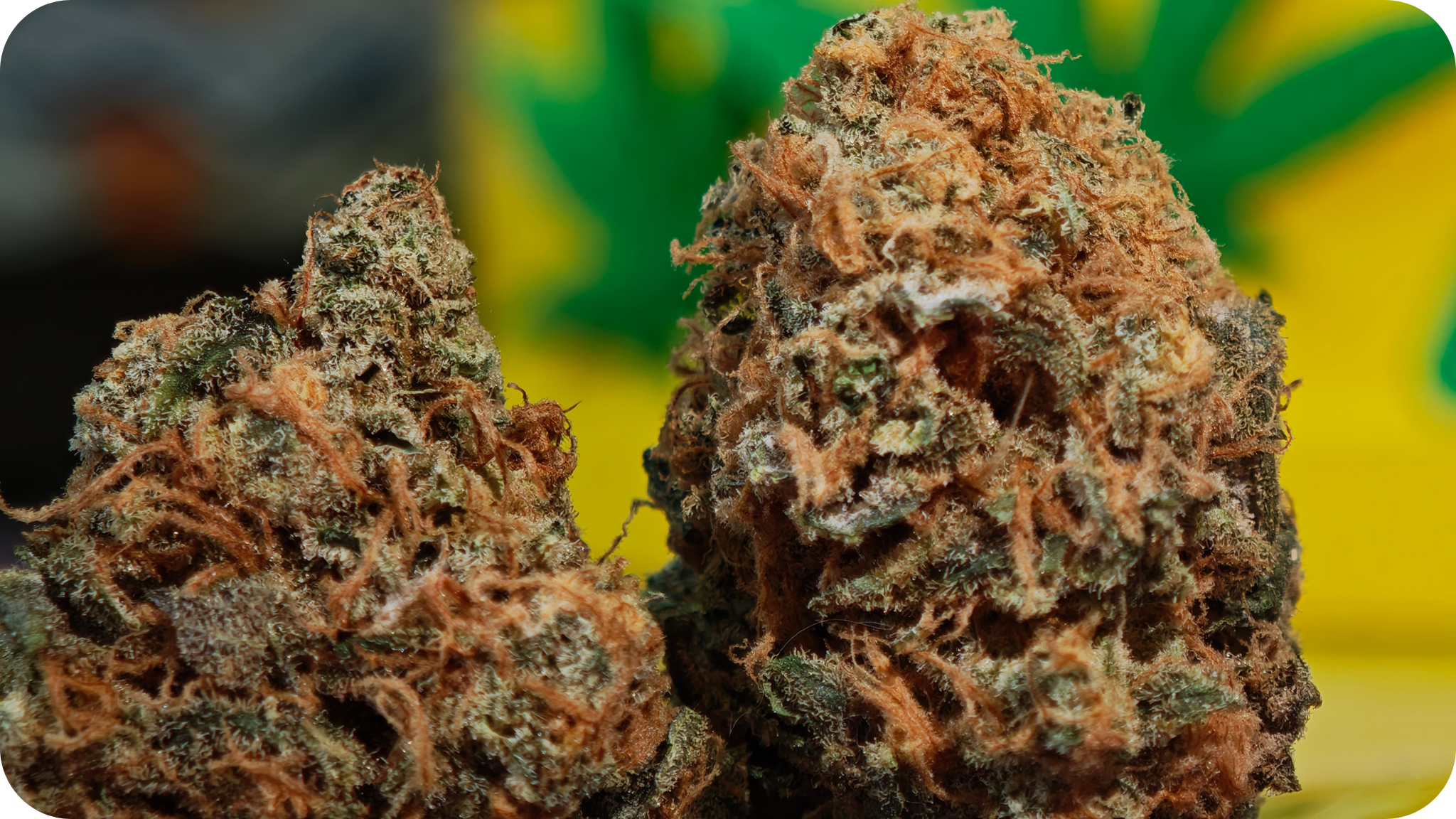 Zoom sur les trichomes de la Black Bomb THCA – fleur résineuse et premium