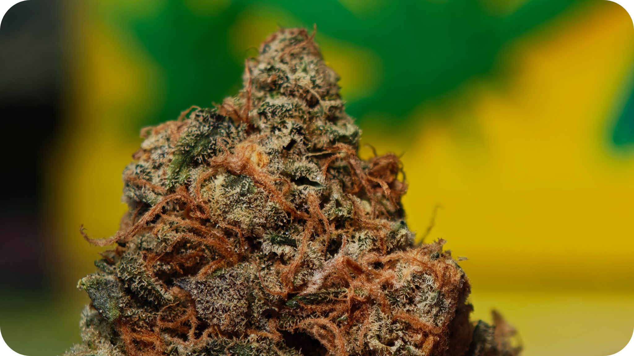 Acheter Black Bomb THCA USA en ligne – variété rare chez Leaf Gold
