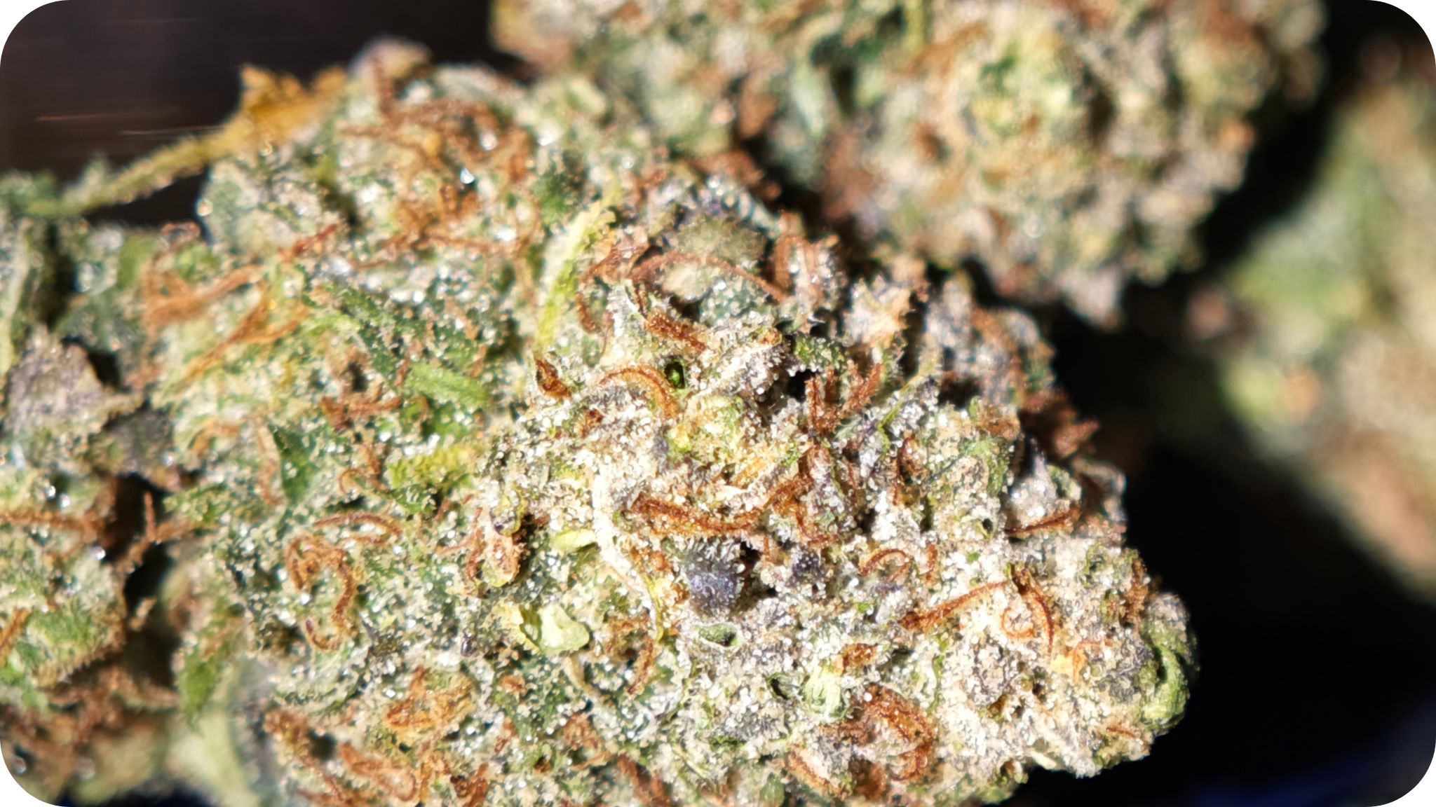 Red Velvet Runtz AAA+ THCA – Fleur Premium Made in USA