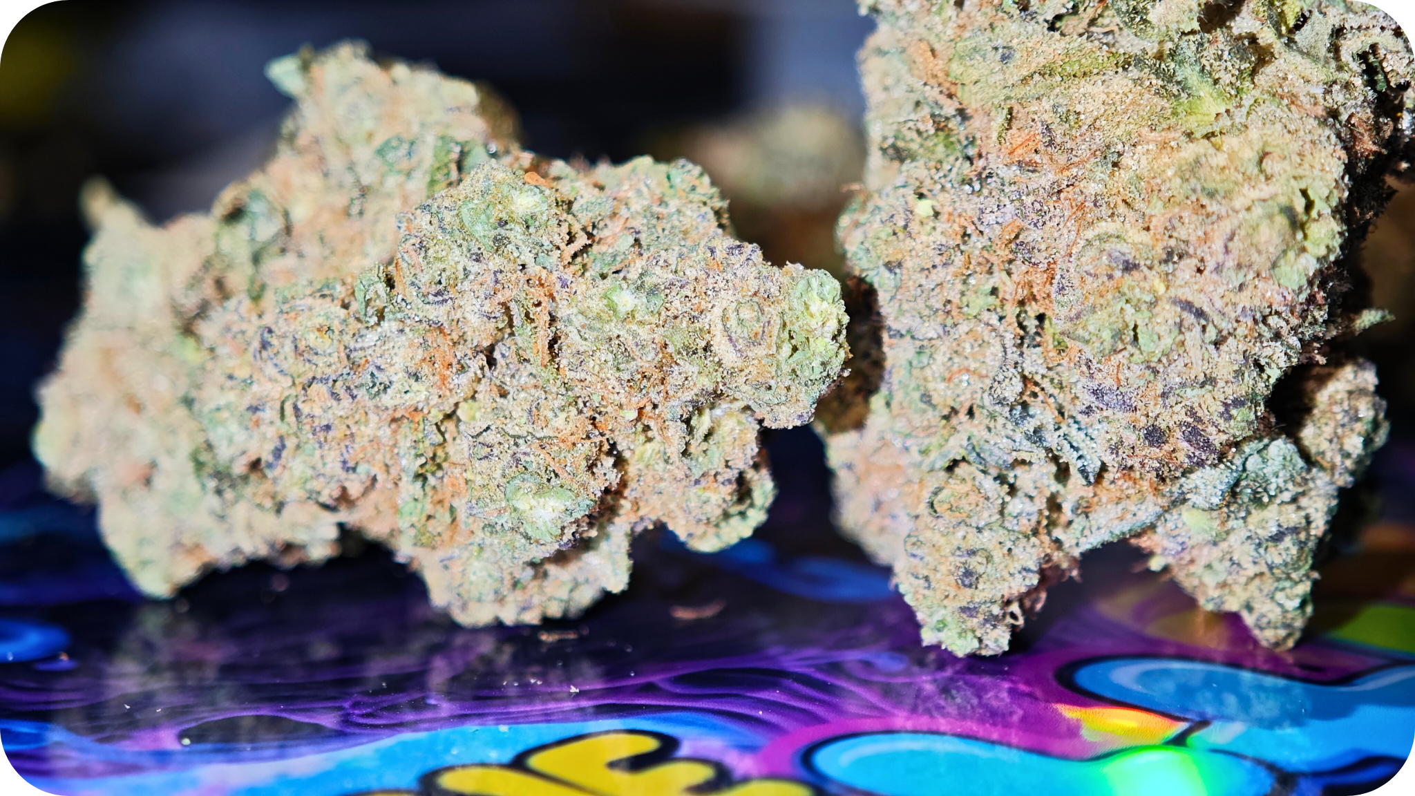 comprar-thca-espana-flores-hash-premium-europeo