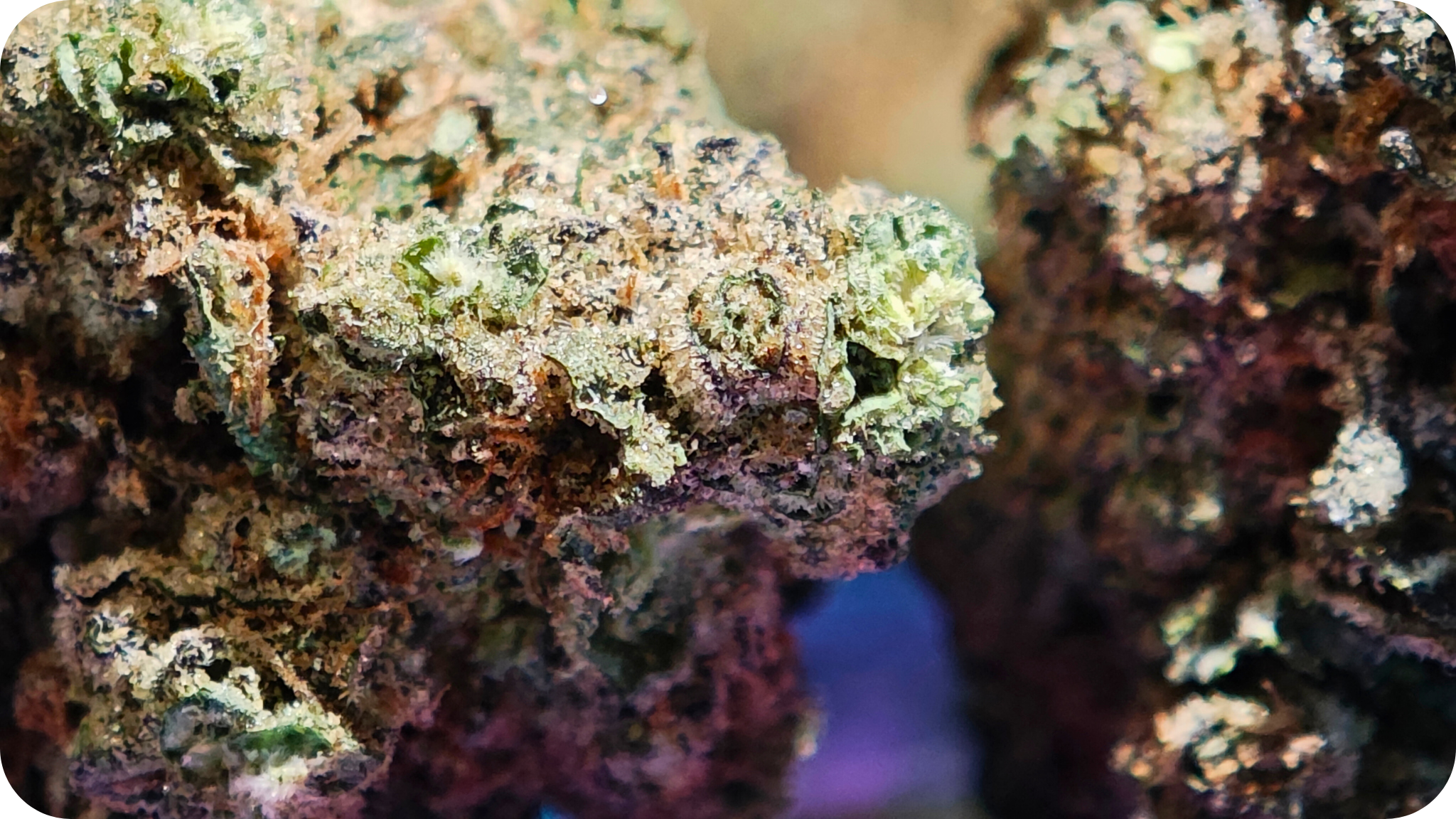 thca-legal-france-fleur-hash-puissant-acheter