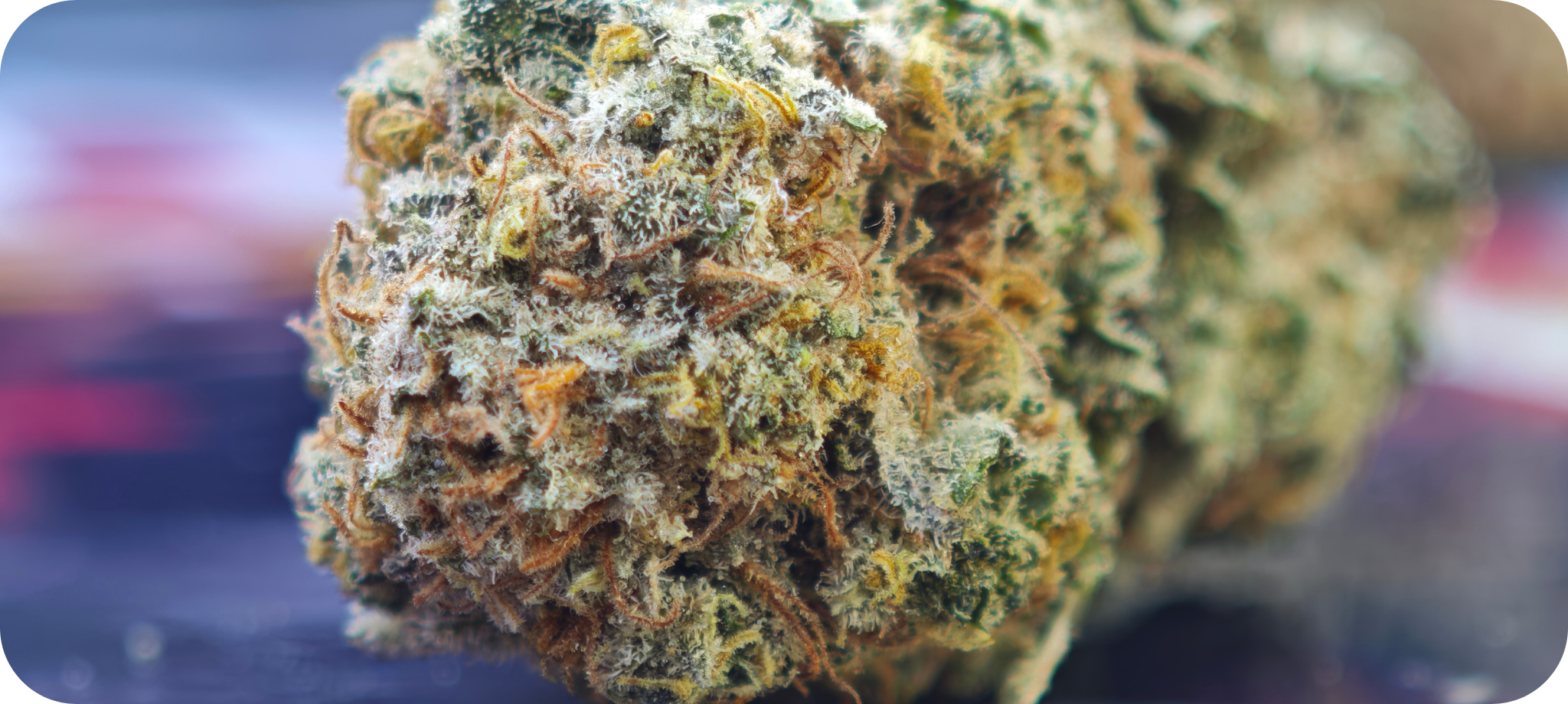 ACHAT THCA , THCA FRANCE , THCA EUROPE , THCA CALIFORNIE , THCA FLOWER , THCA FLEUR , THCA LEGAL chronic