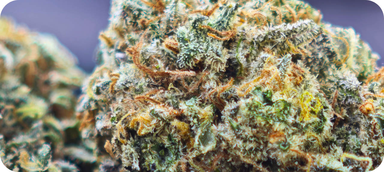 leaf gold ACHAT THCA , THCA FRANCE , THCA EUROPE , THCA CALIFORNIE , THCA FLOWER , THCA FLEUR , THCA LEGAL
