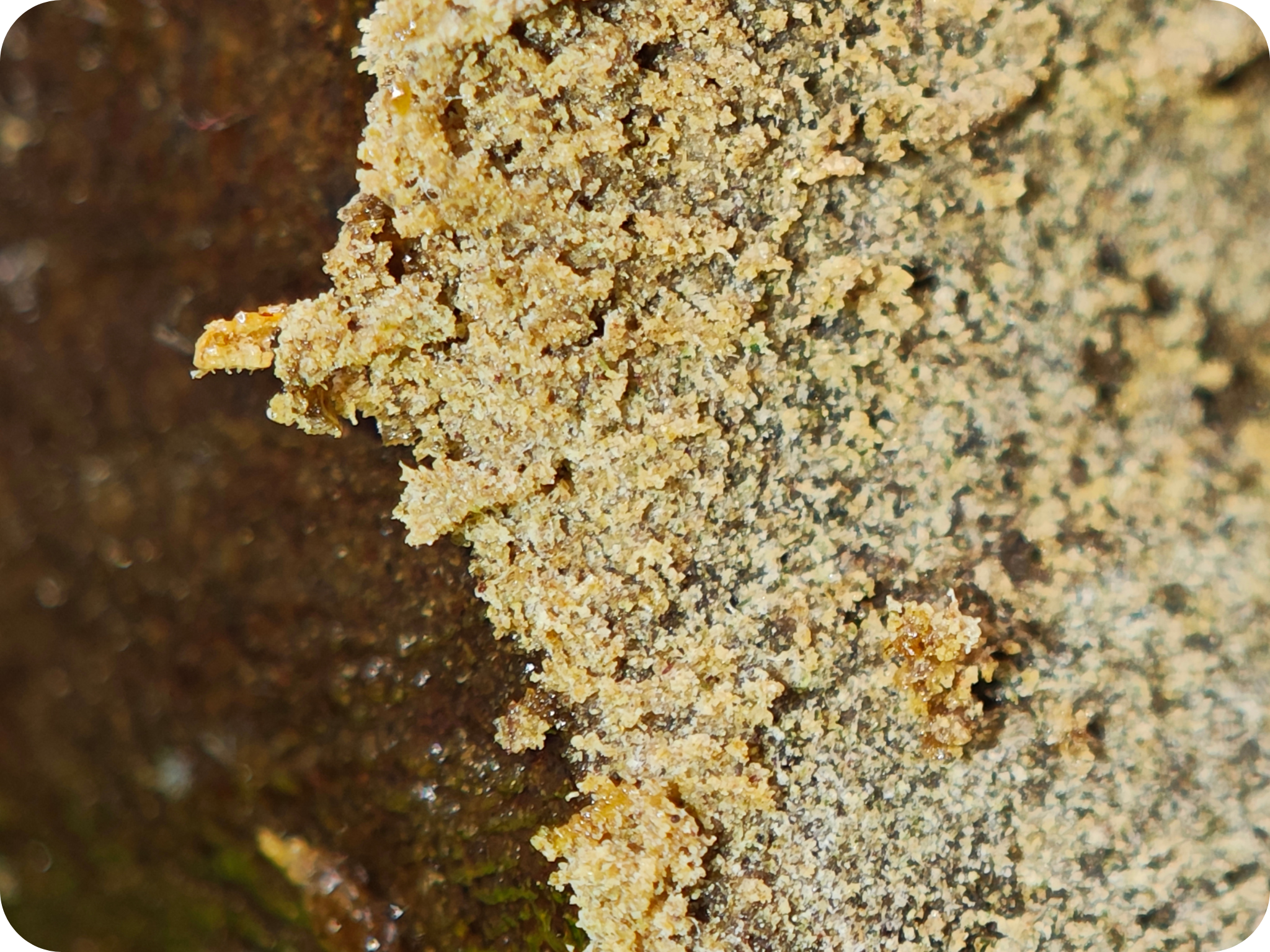 leaf fgol dthca achat thca Hash thca Mendo breath thca