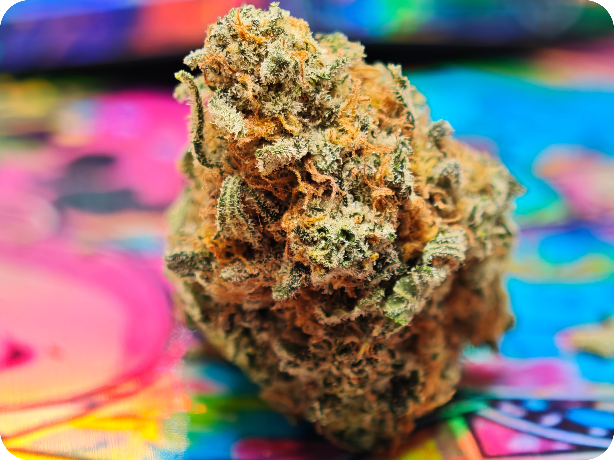 californie thca tropicana thca france , leaf gold