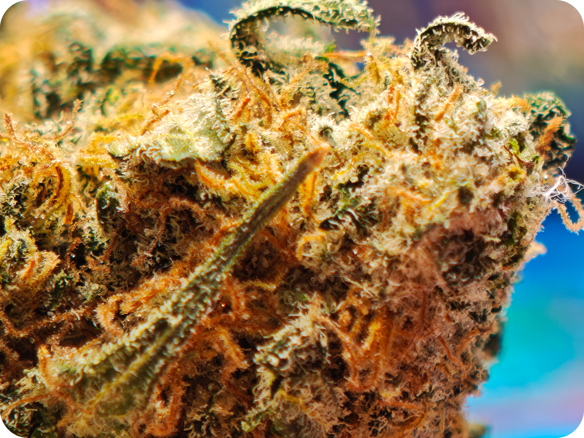 tropicana thca france , leaf gold