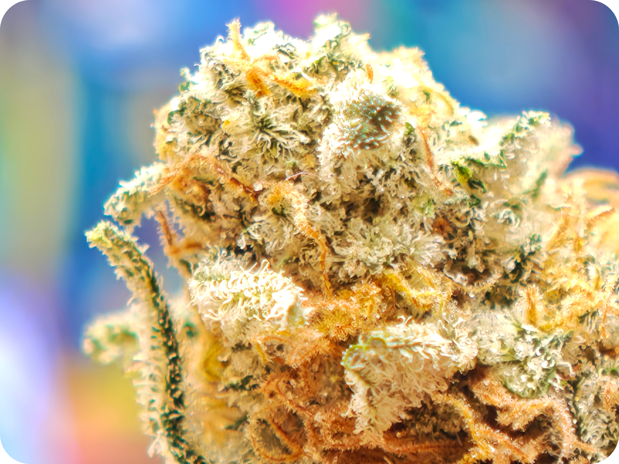 trichomes tropicana thca