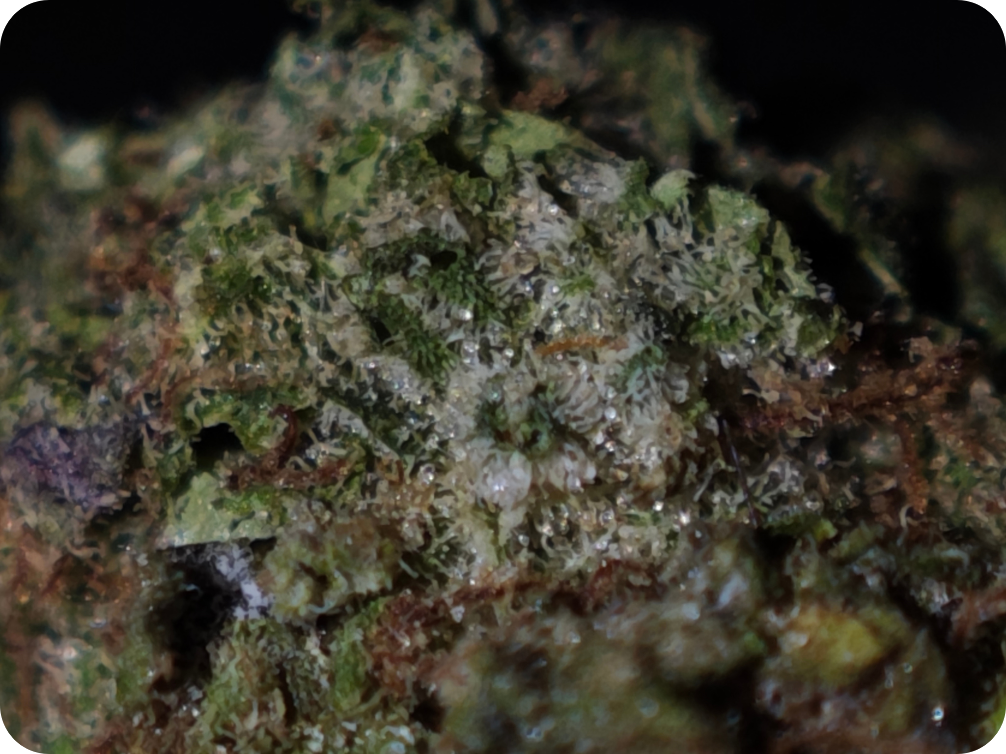 trichomes gumbo thca