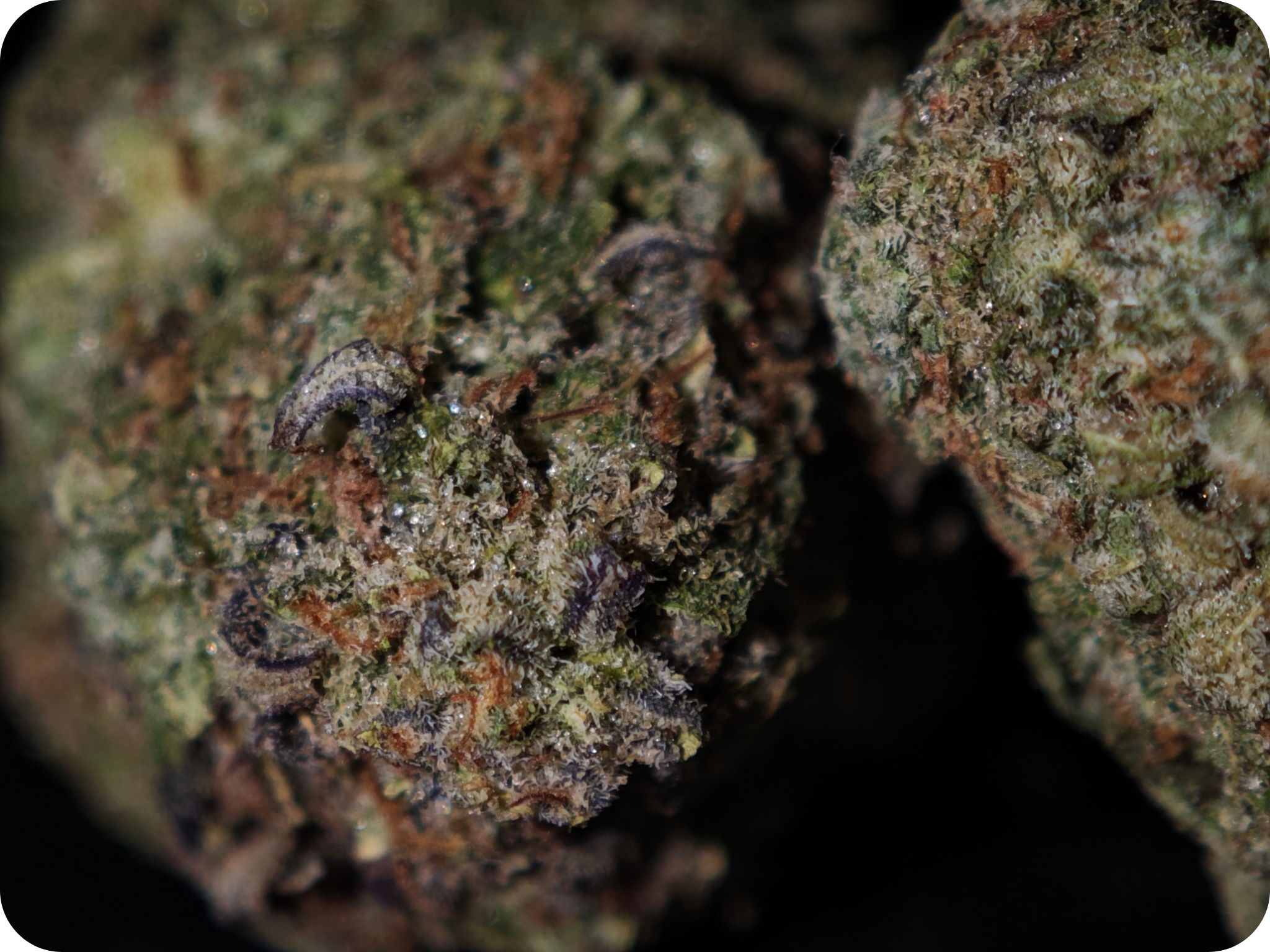 gumbo thca