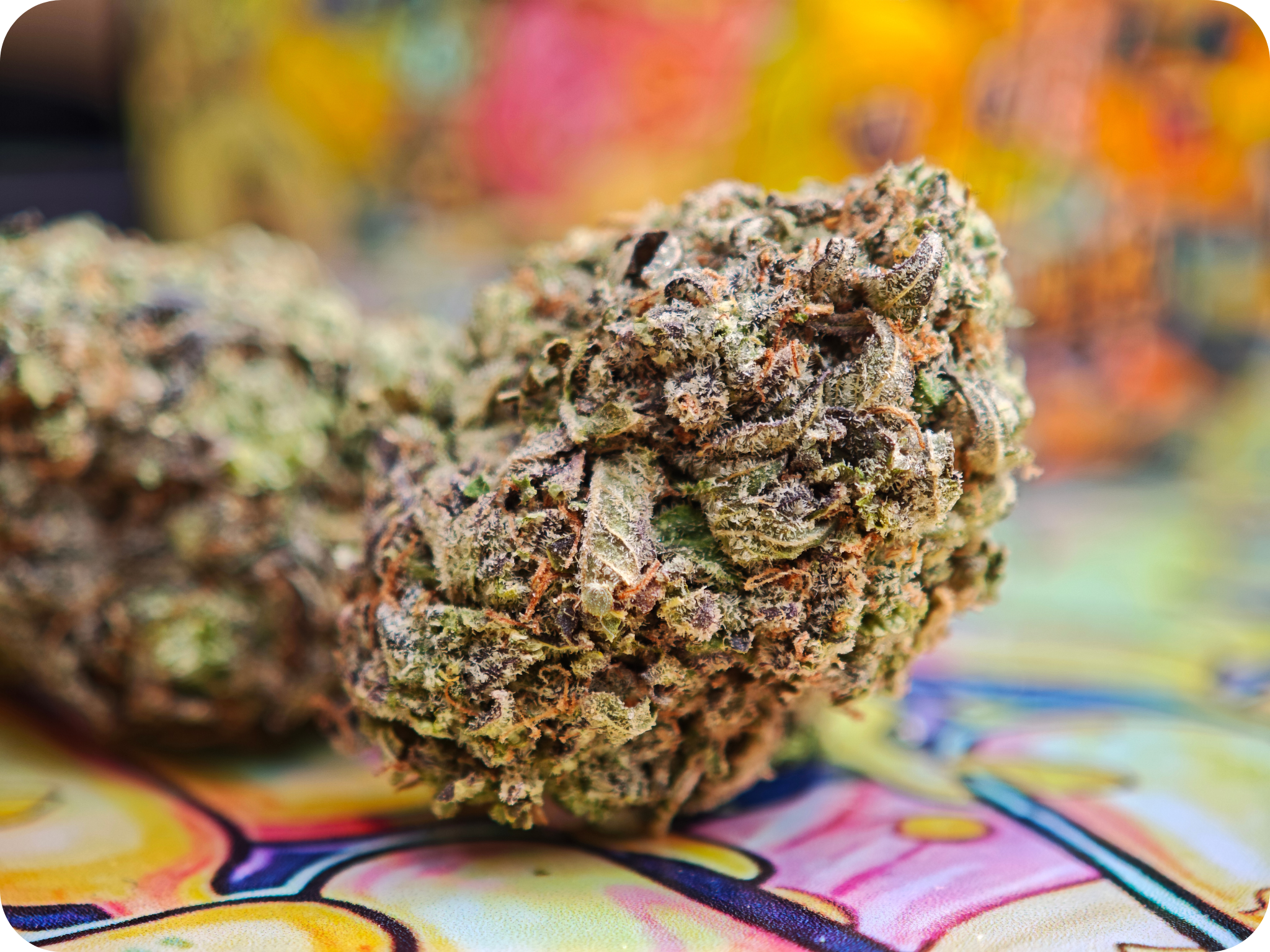 lemon cherry gelato thca