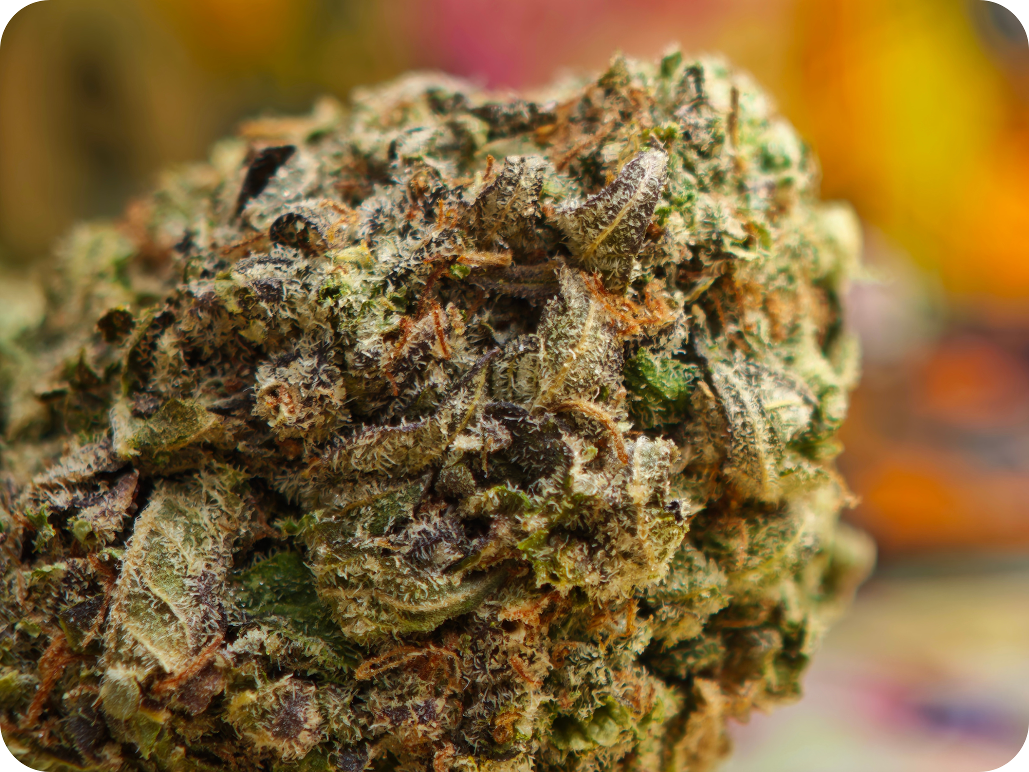 lemon cherry gelato thca