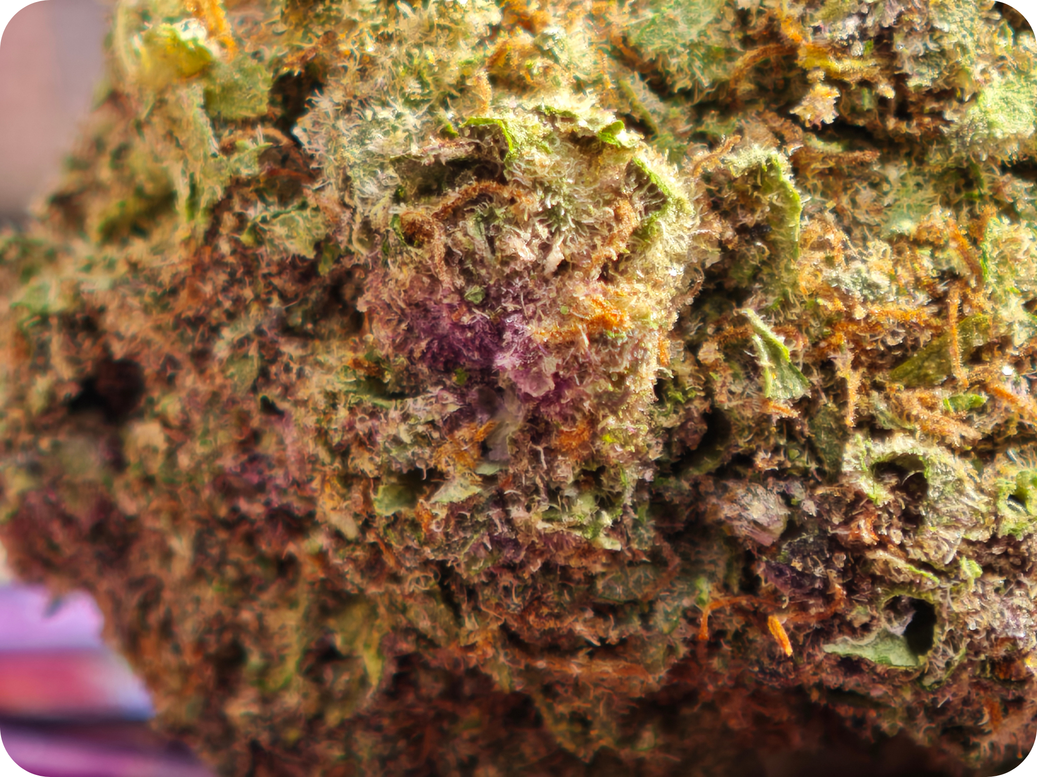 gumbo thca flower achat thca france