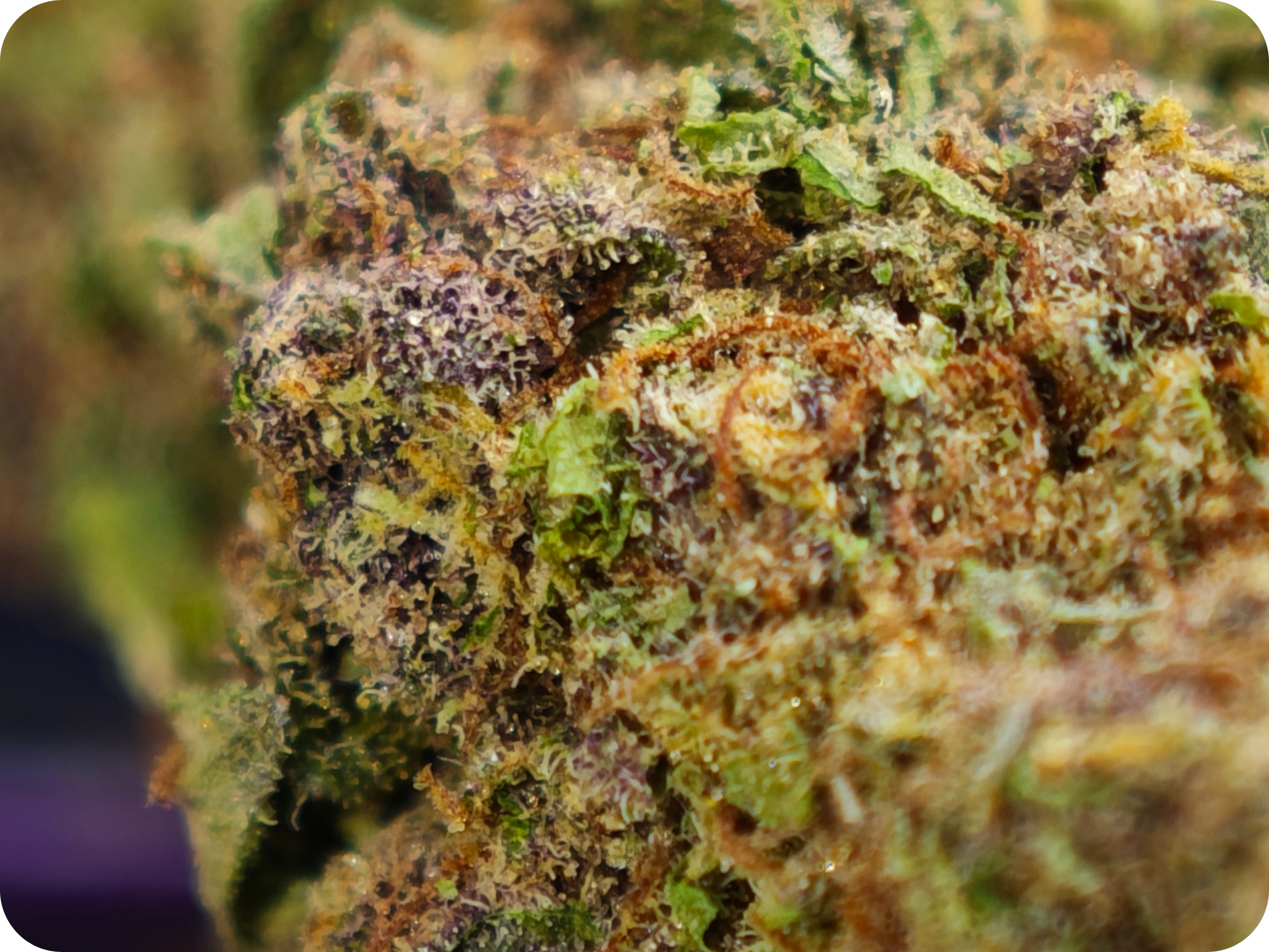 gumbo thca flower achat thca france