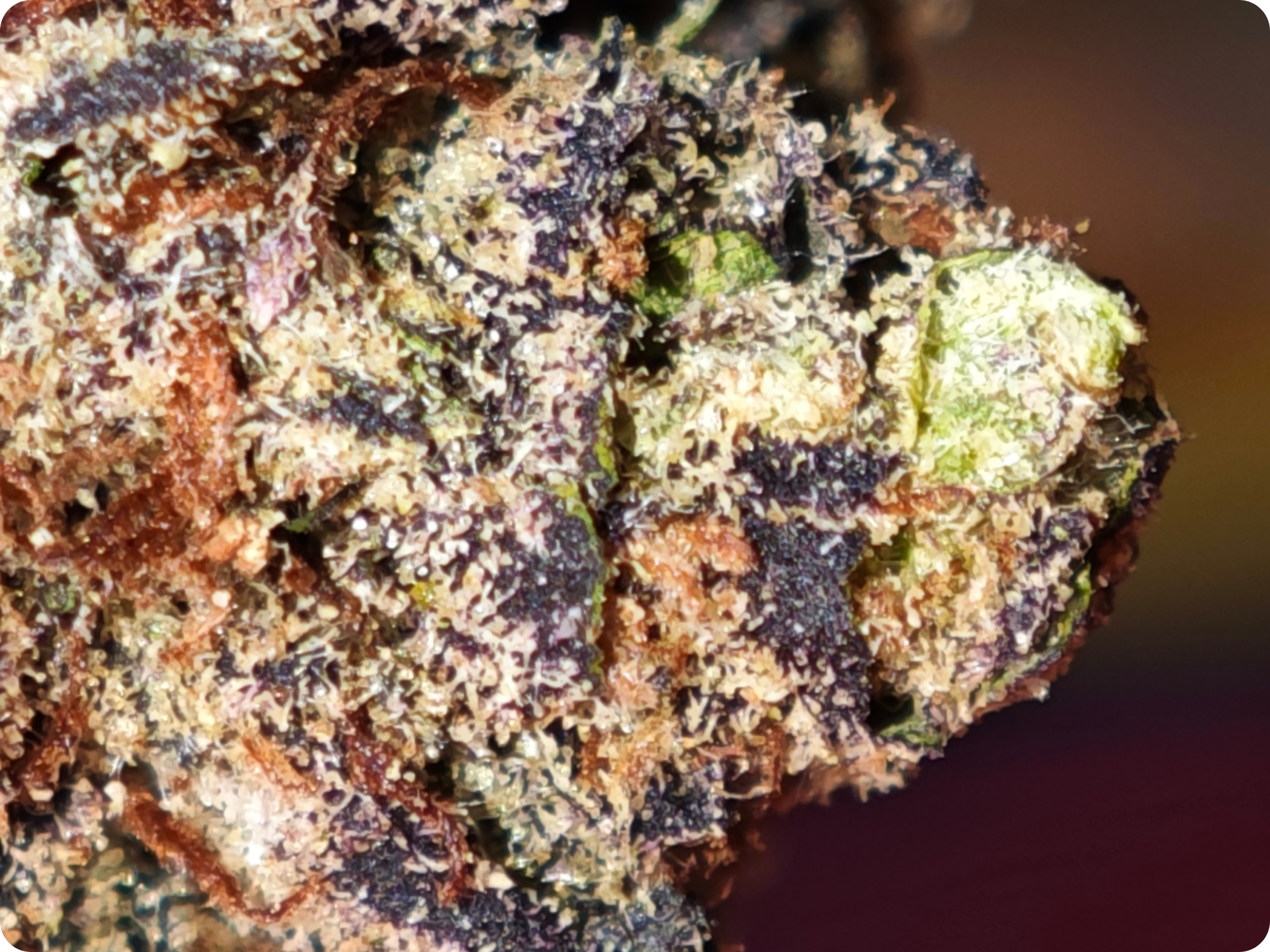 trichome zoom thca