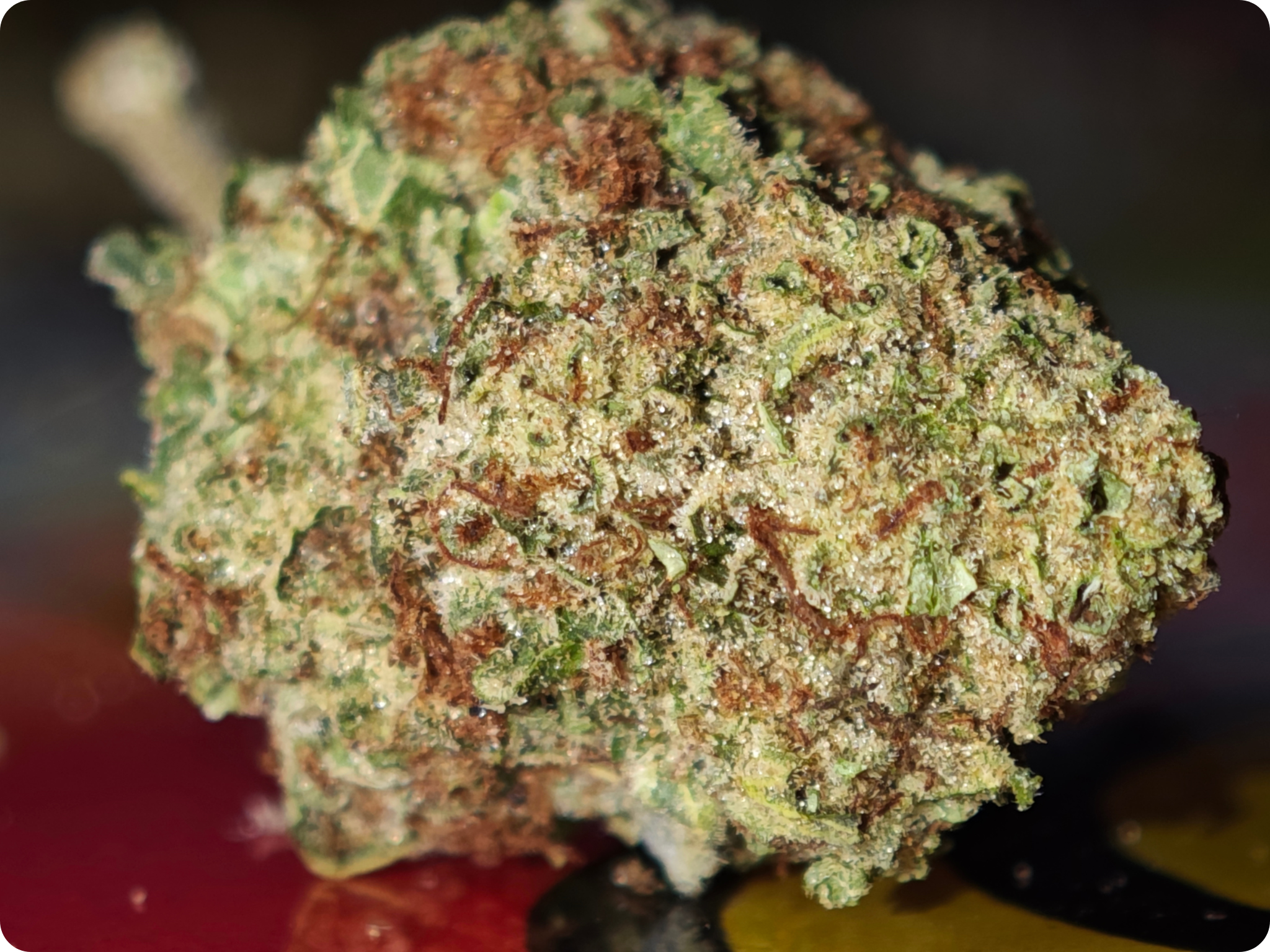 shop thca blueberry muffin thca
