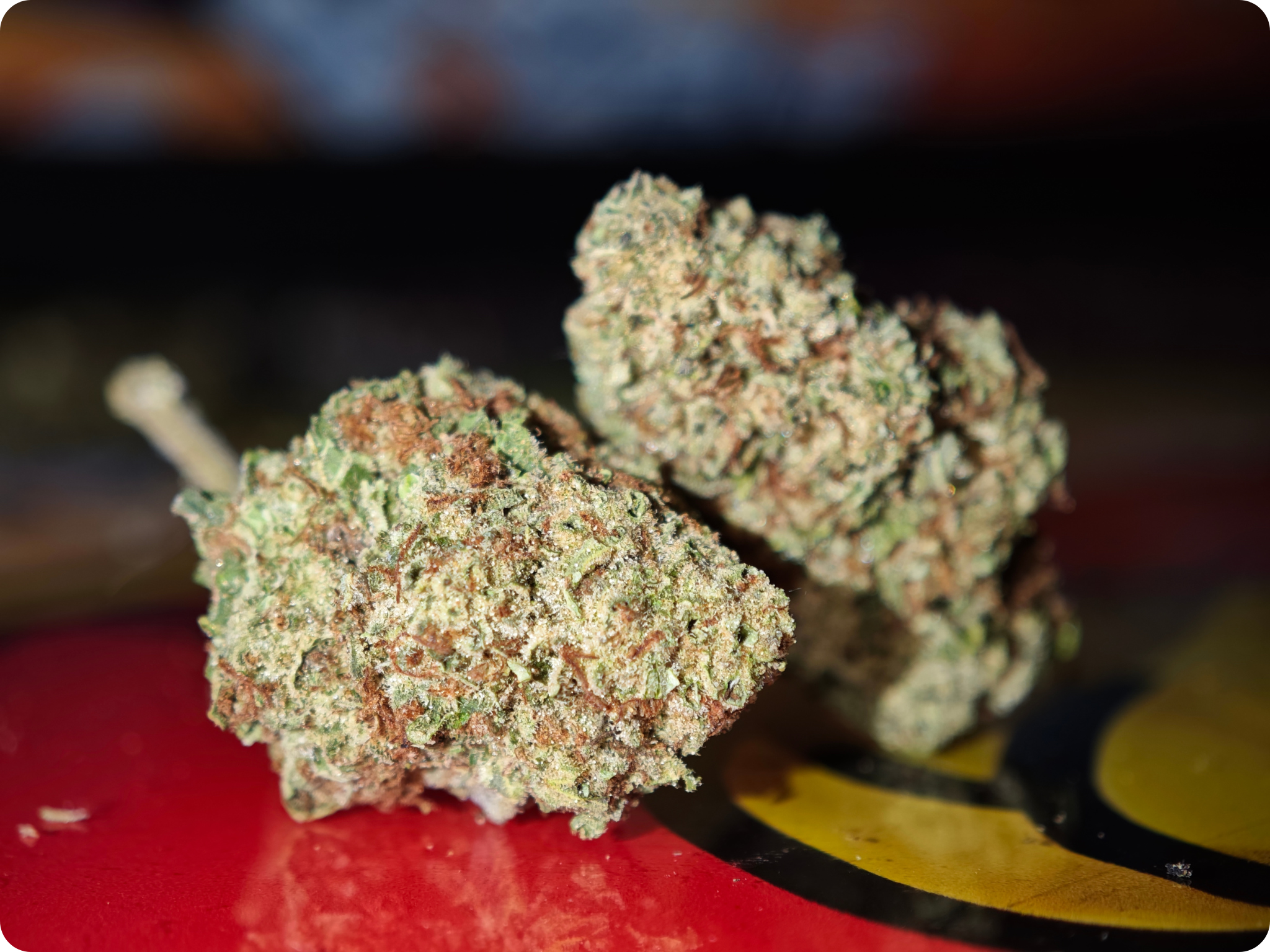 blueberry muffin thca