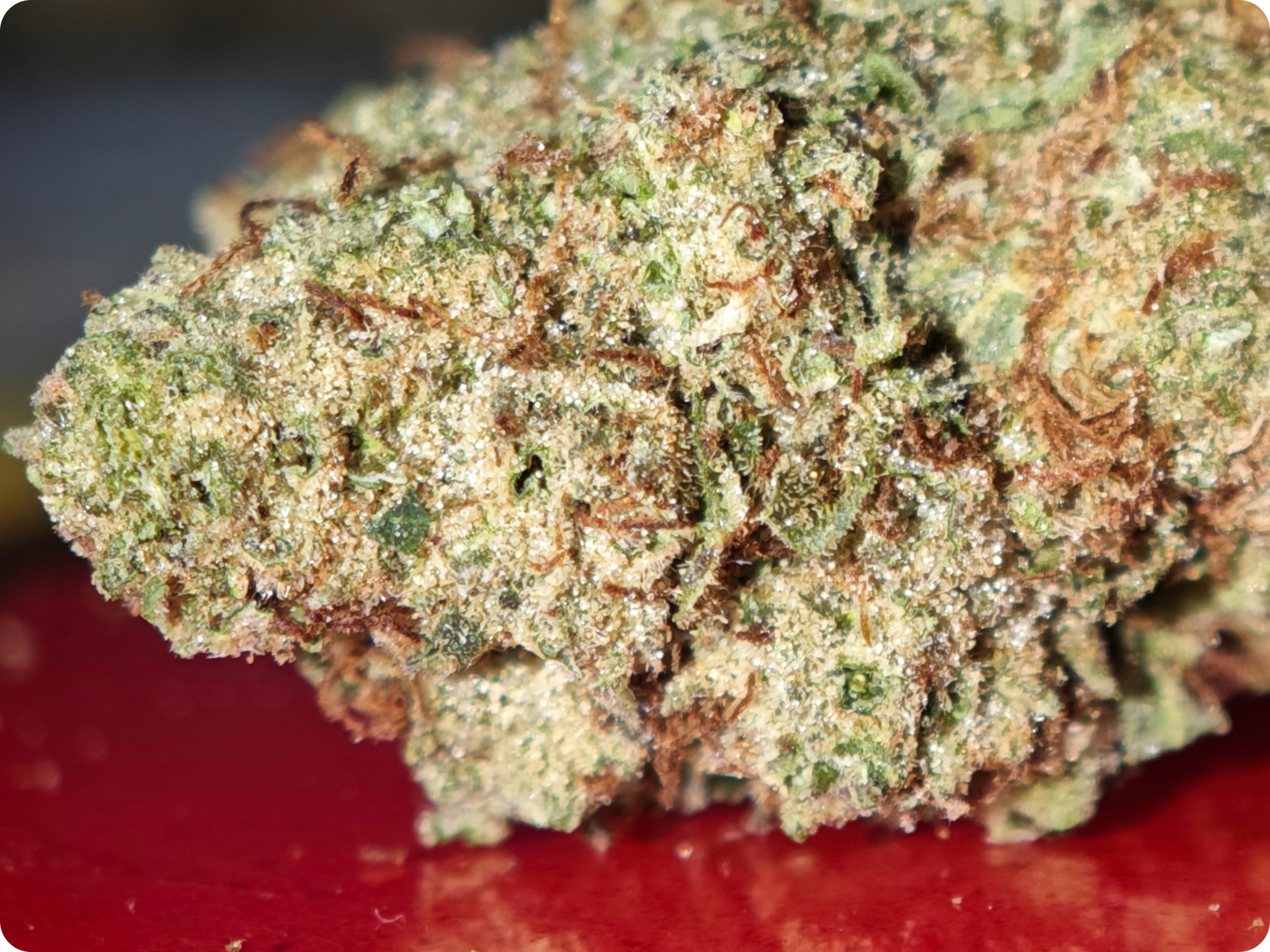 thca france blueberry muffin thca