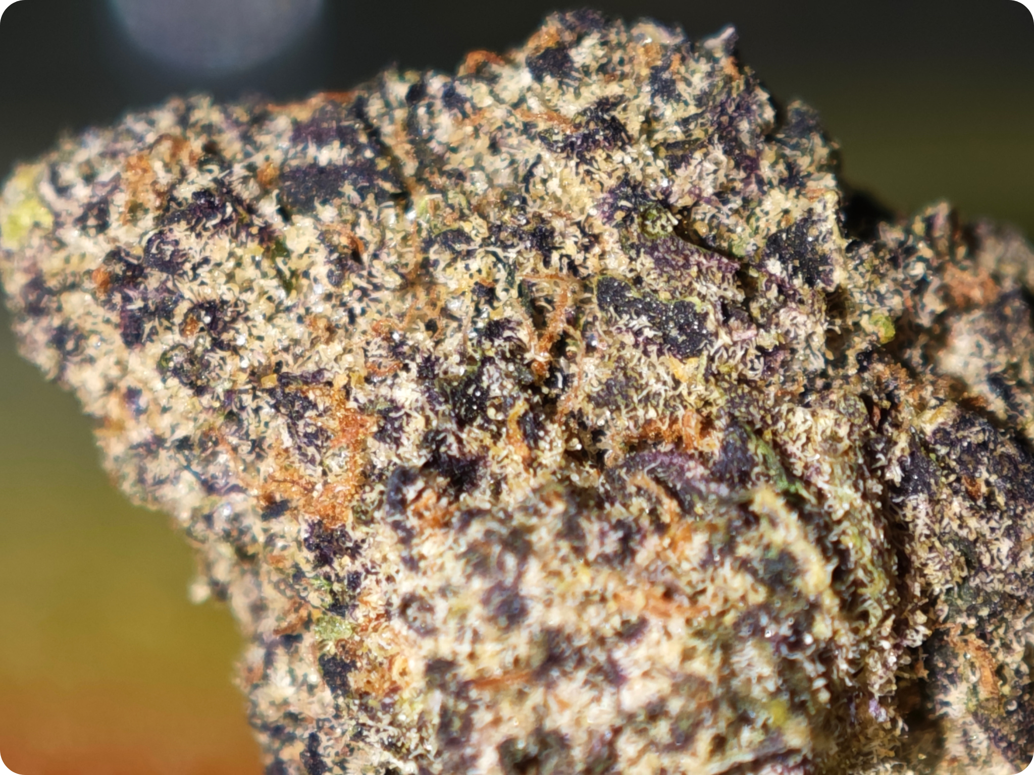 paris thca ,black magic thca achat thca , thca france , thca spain , black magic thca , thca paris