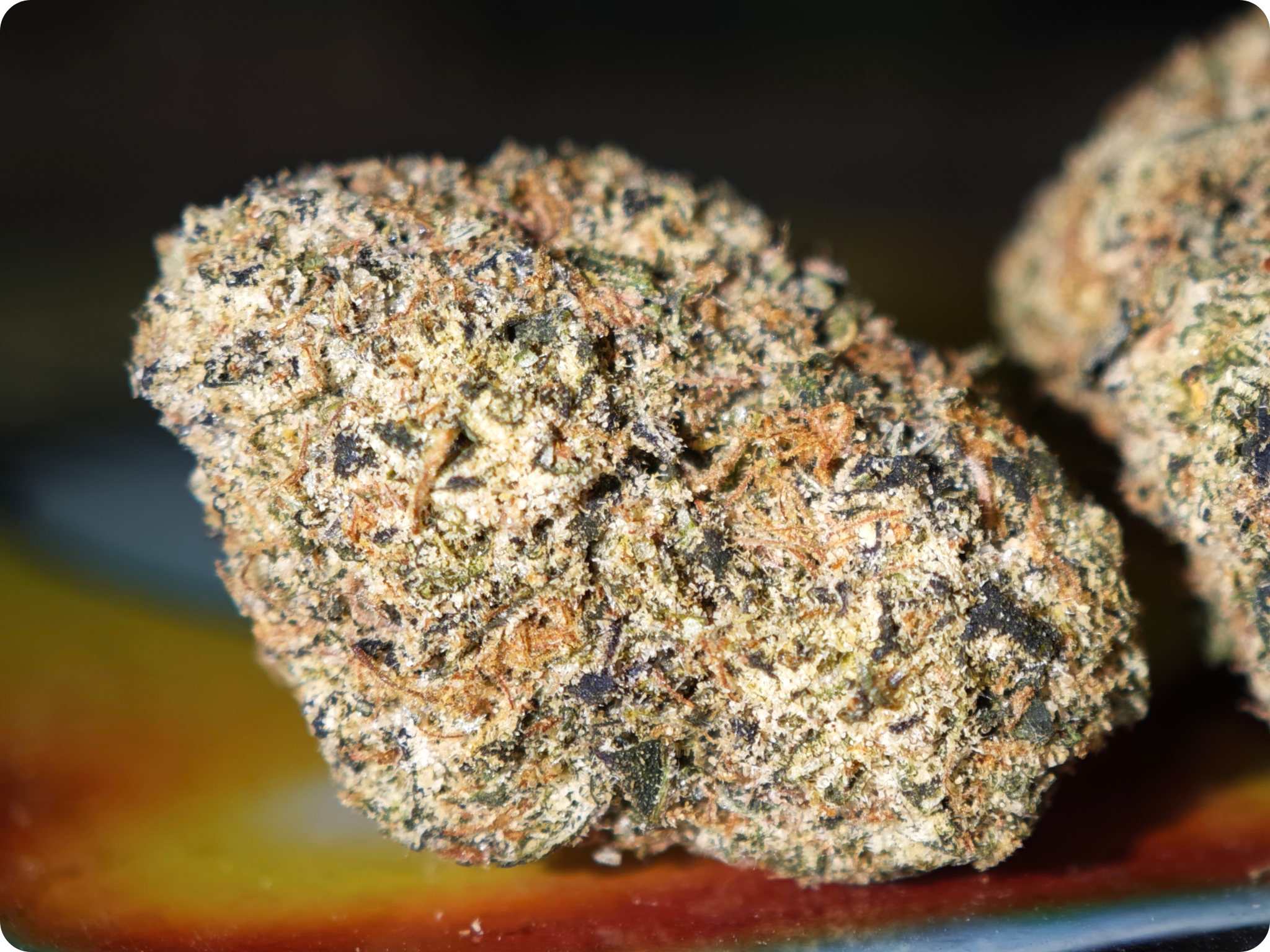 thca france , thca paris , thca bordeaux , thca lyon , thca leaf gold , gelato thca , leaf gold , thca europe