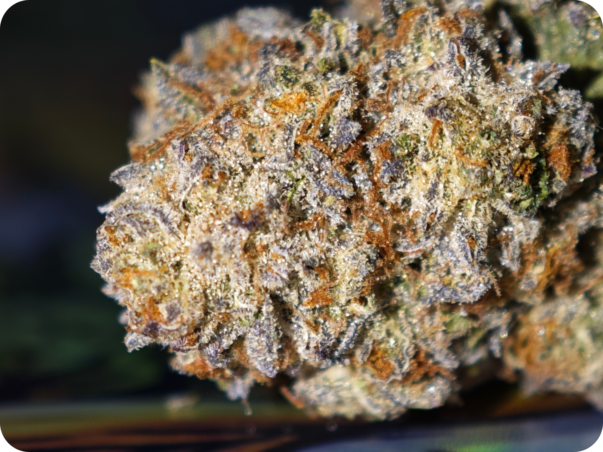 Achat THCA Master Kush fleur premium import USA
