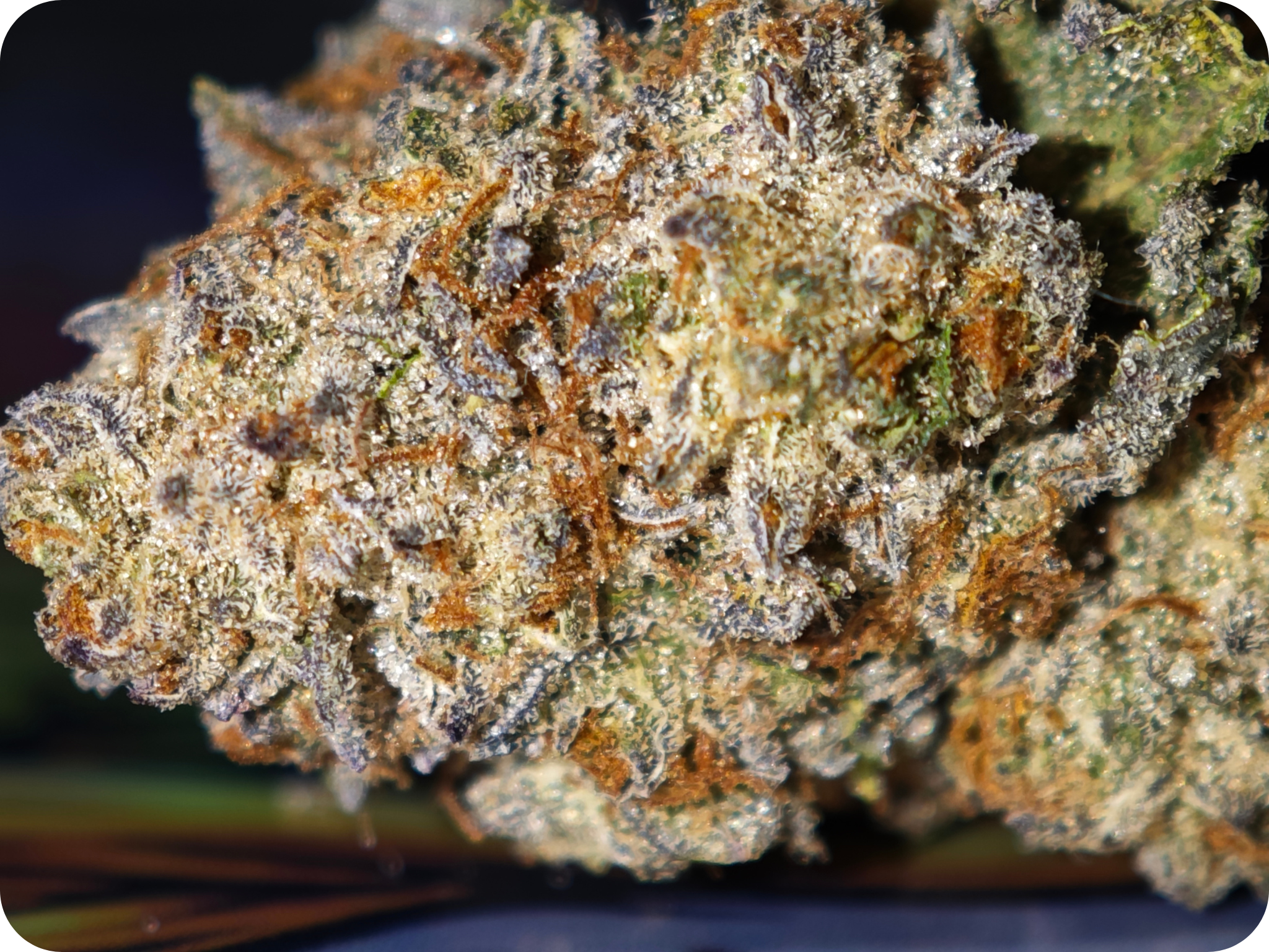 Achat THCA Master Kush buds resineux indoor