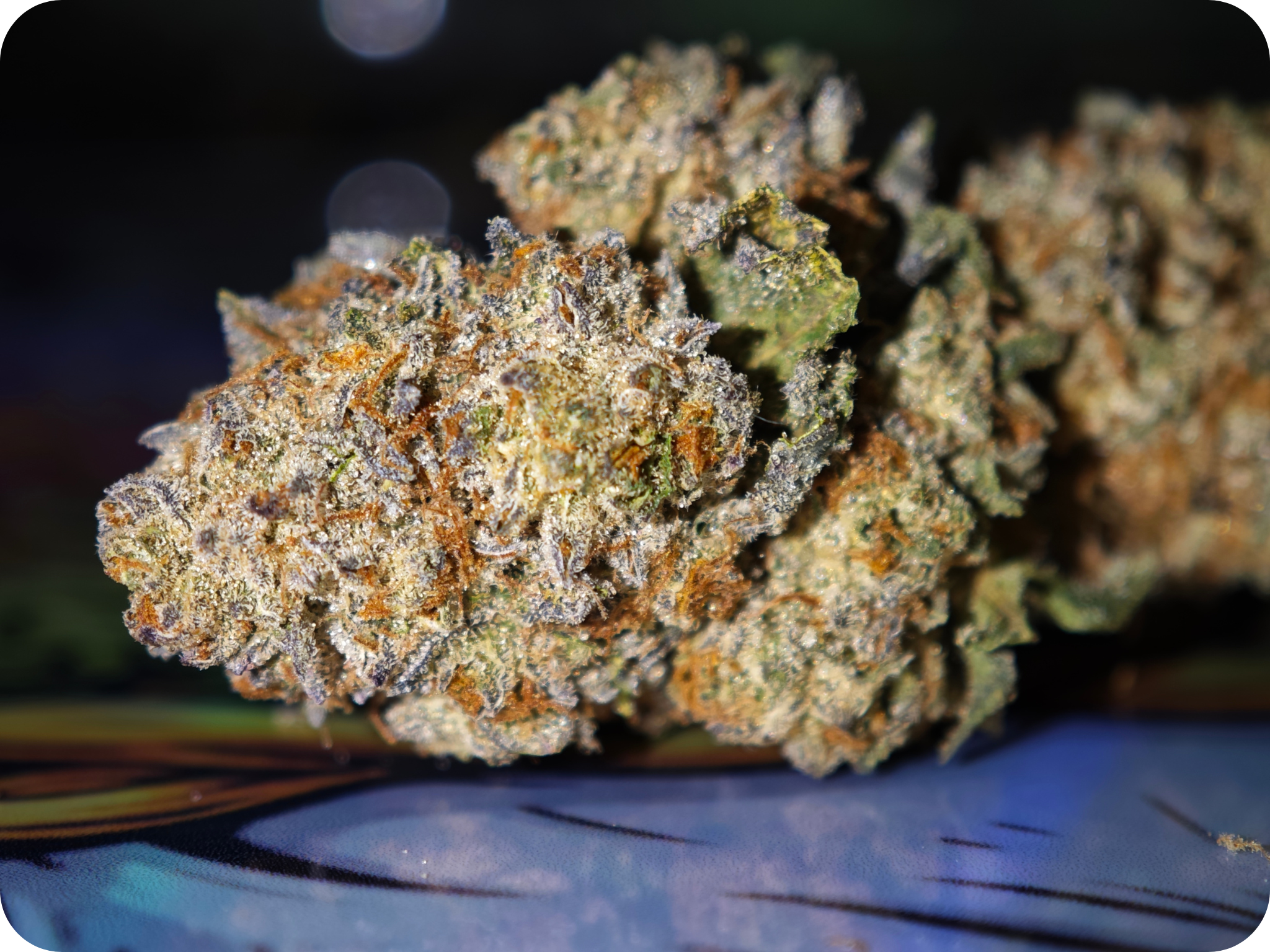 Achat THCA Master Kush fleurs denses aroma kush