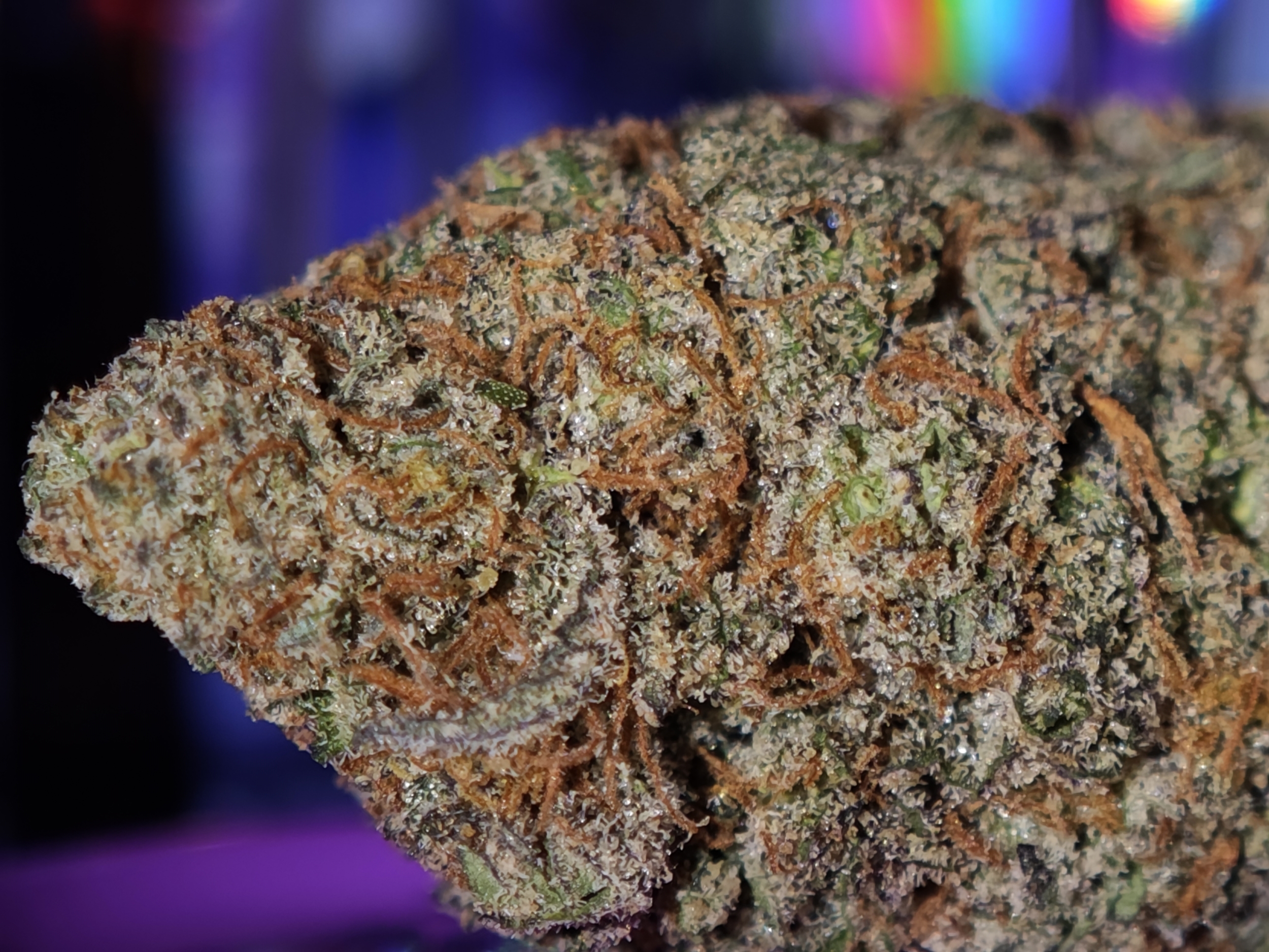 runtz usa cbd leaf gold
