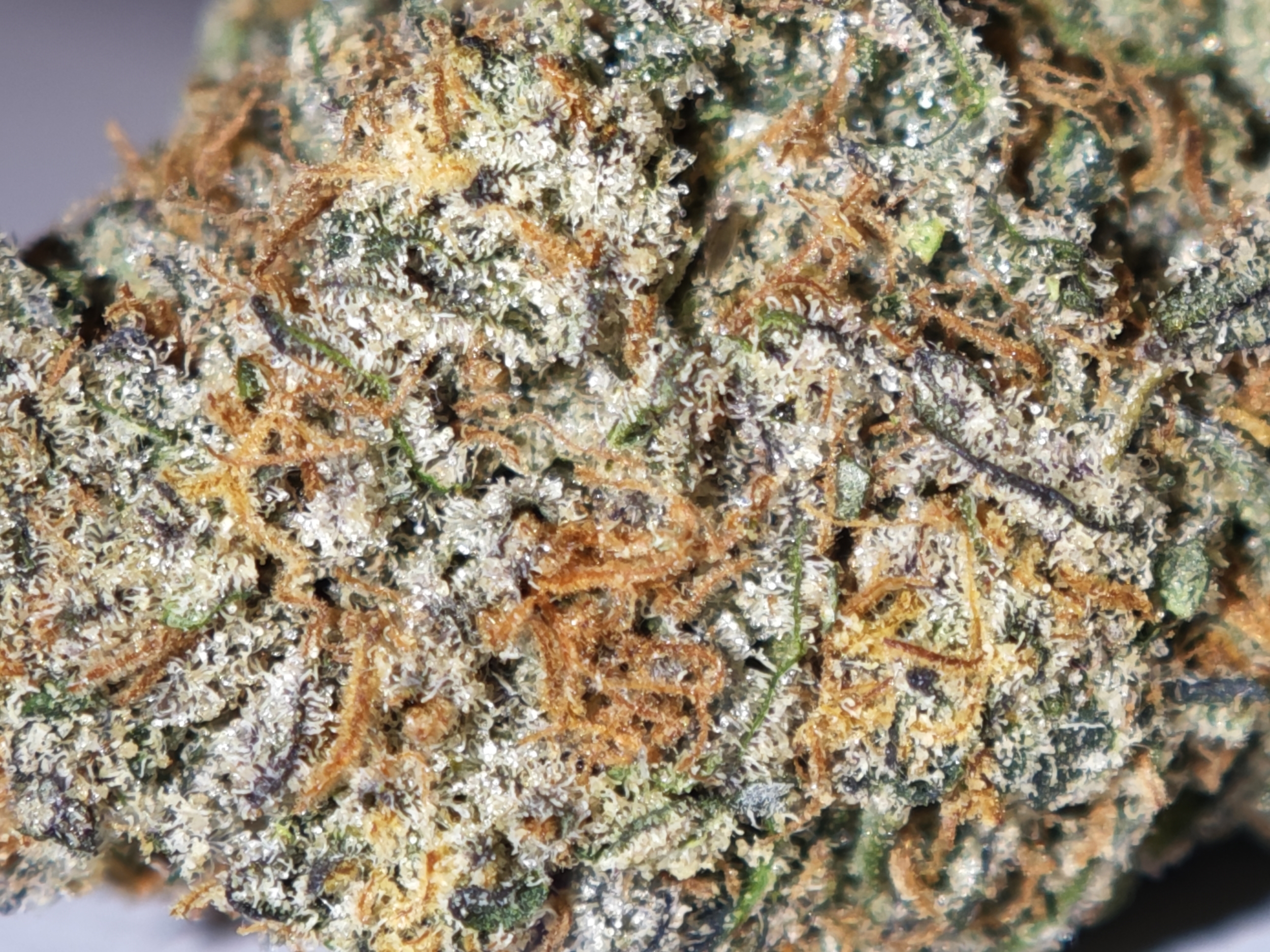 runtz usa cbd leaf gold france