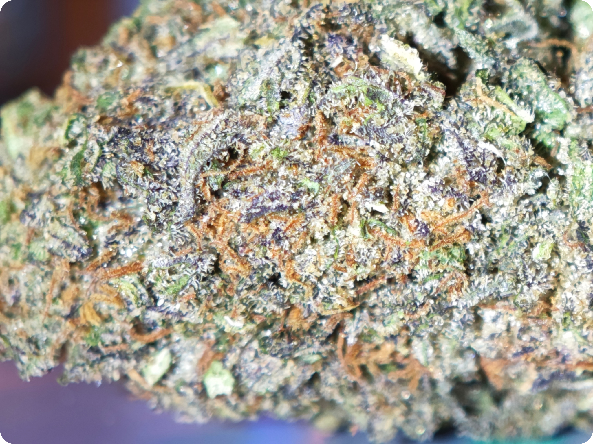 buteer gelato cbd usa
