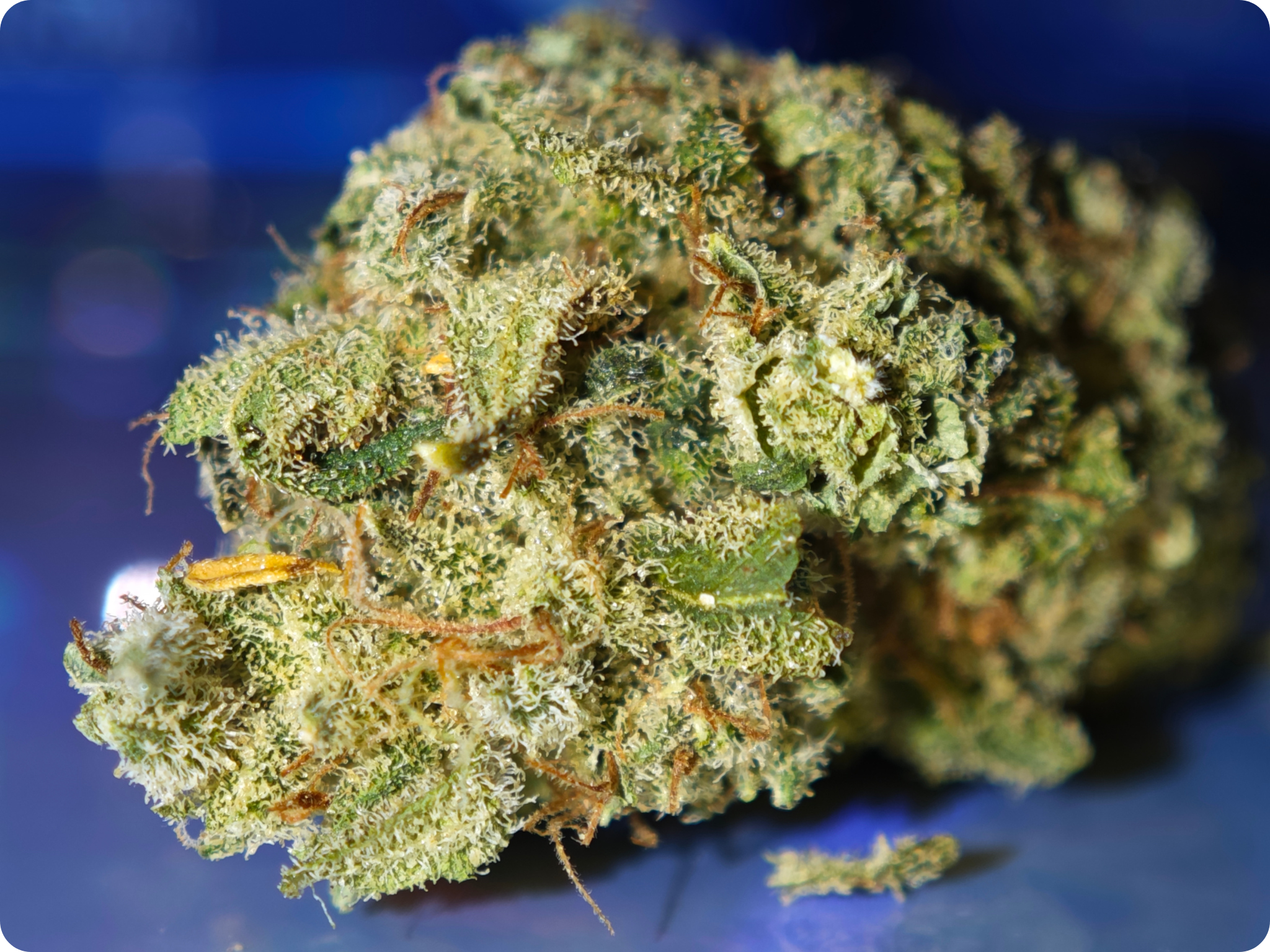charlotte angles cbd leaf god usa