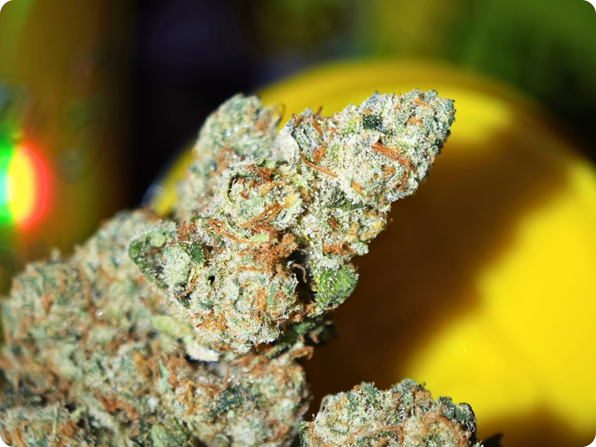 amnesia cbd hydro suisse leaf gold
