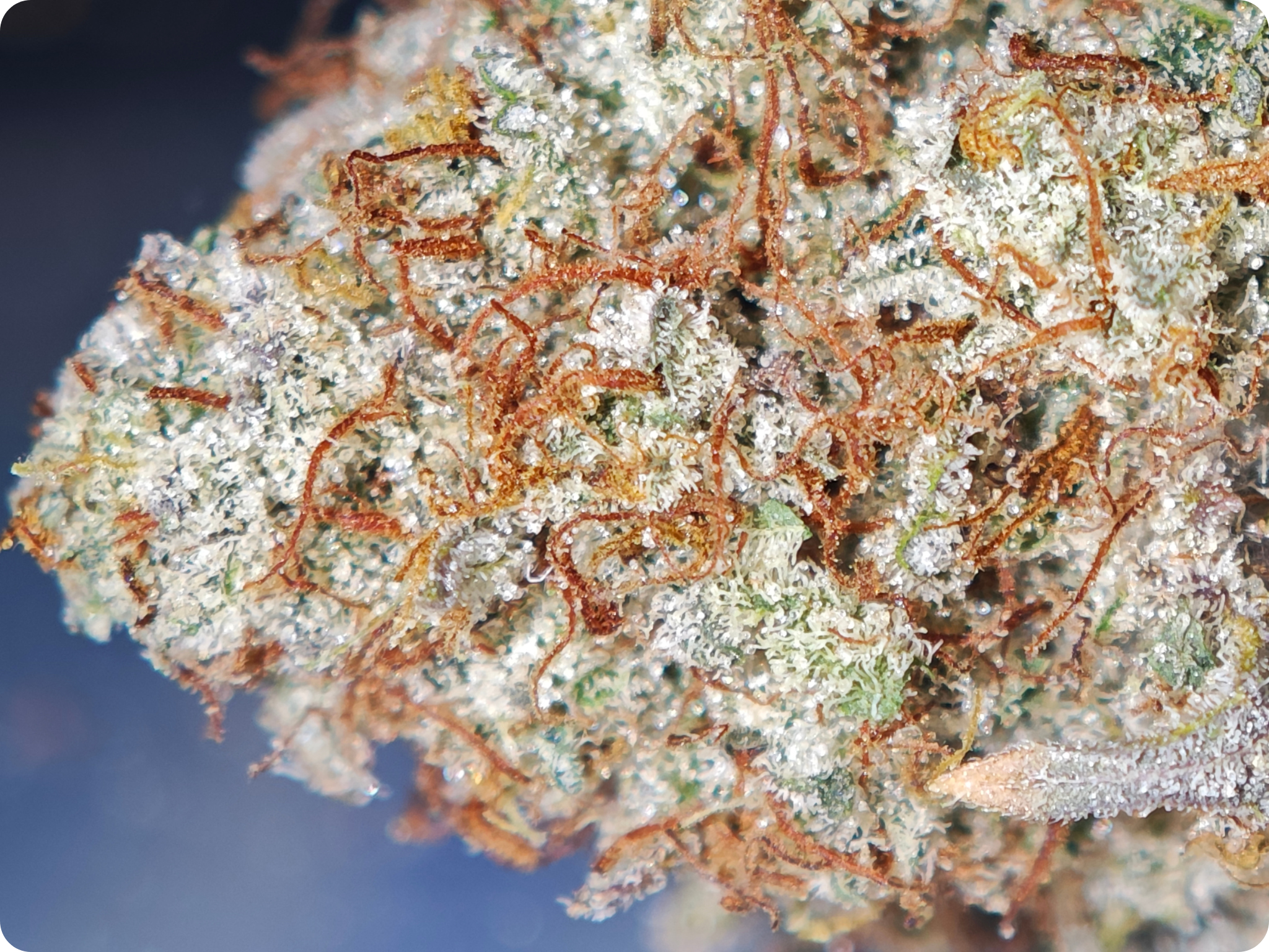 leaf gold achat thca , thca france , shop thca , thca flower , mac  thca miracle alien cookie thca