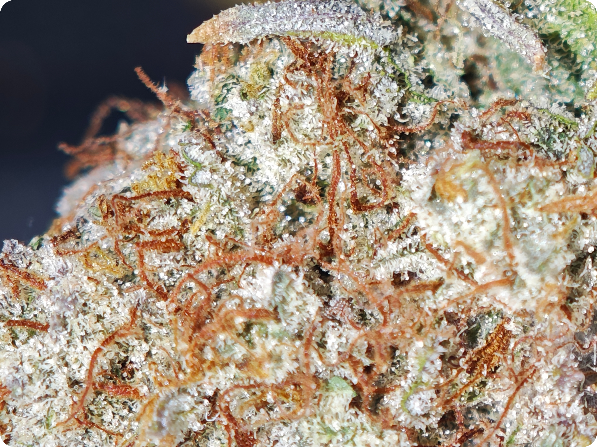 leaf gold thca france , achat thca , thca france , shop thca , thca flower , mac  thca miracle alien cookie thca