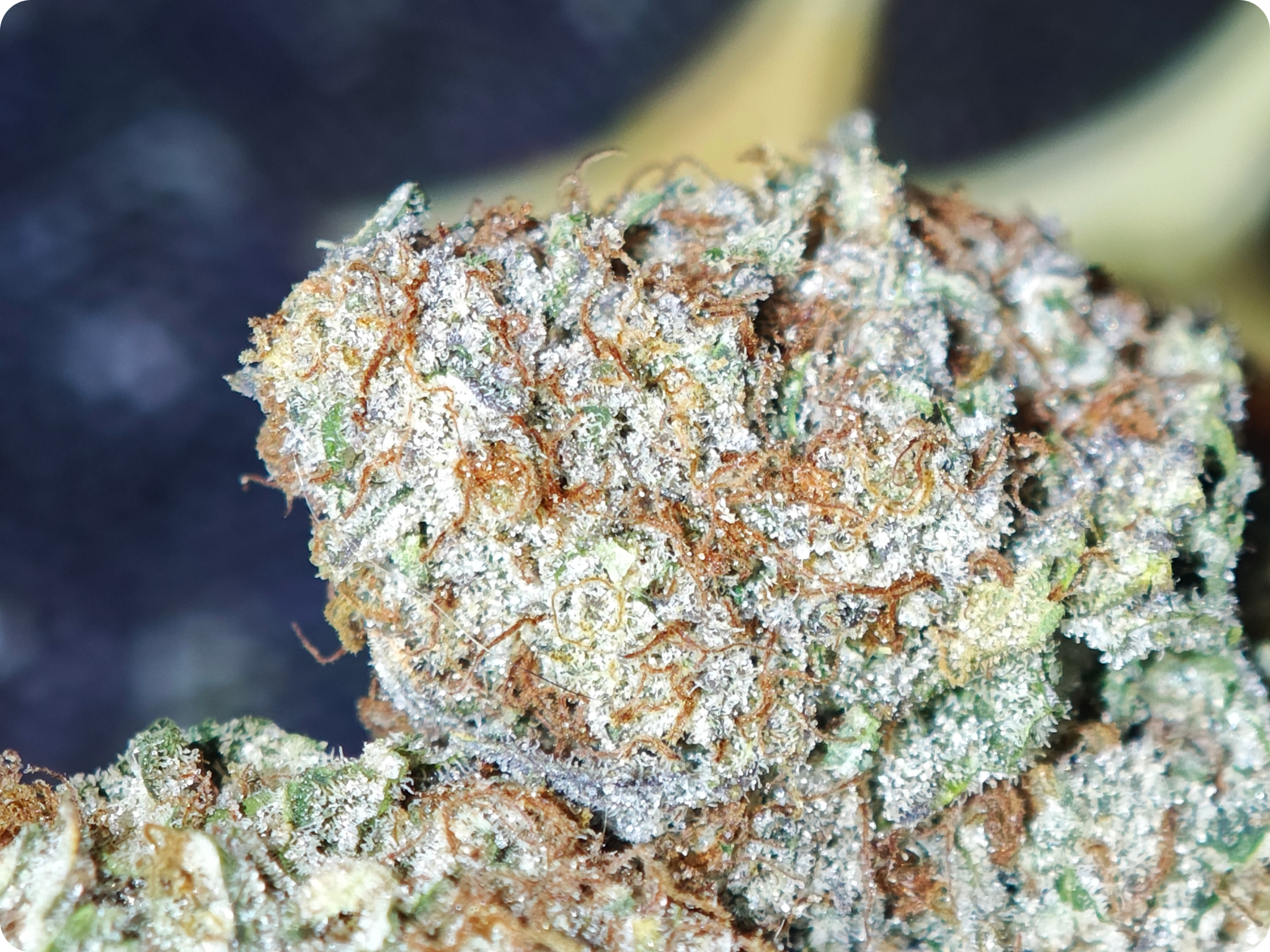 leaf gold thca france achat thca , thca france , shop thca , thca flower , mac  thca miracle alien cookie thca