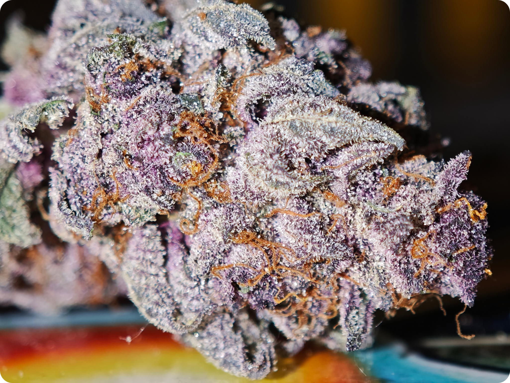 achat thca- thca france - thca europe - black cherry thca - leaf gold thca
