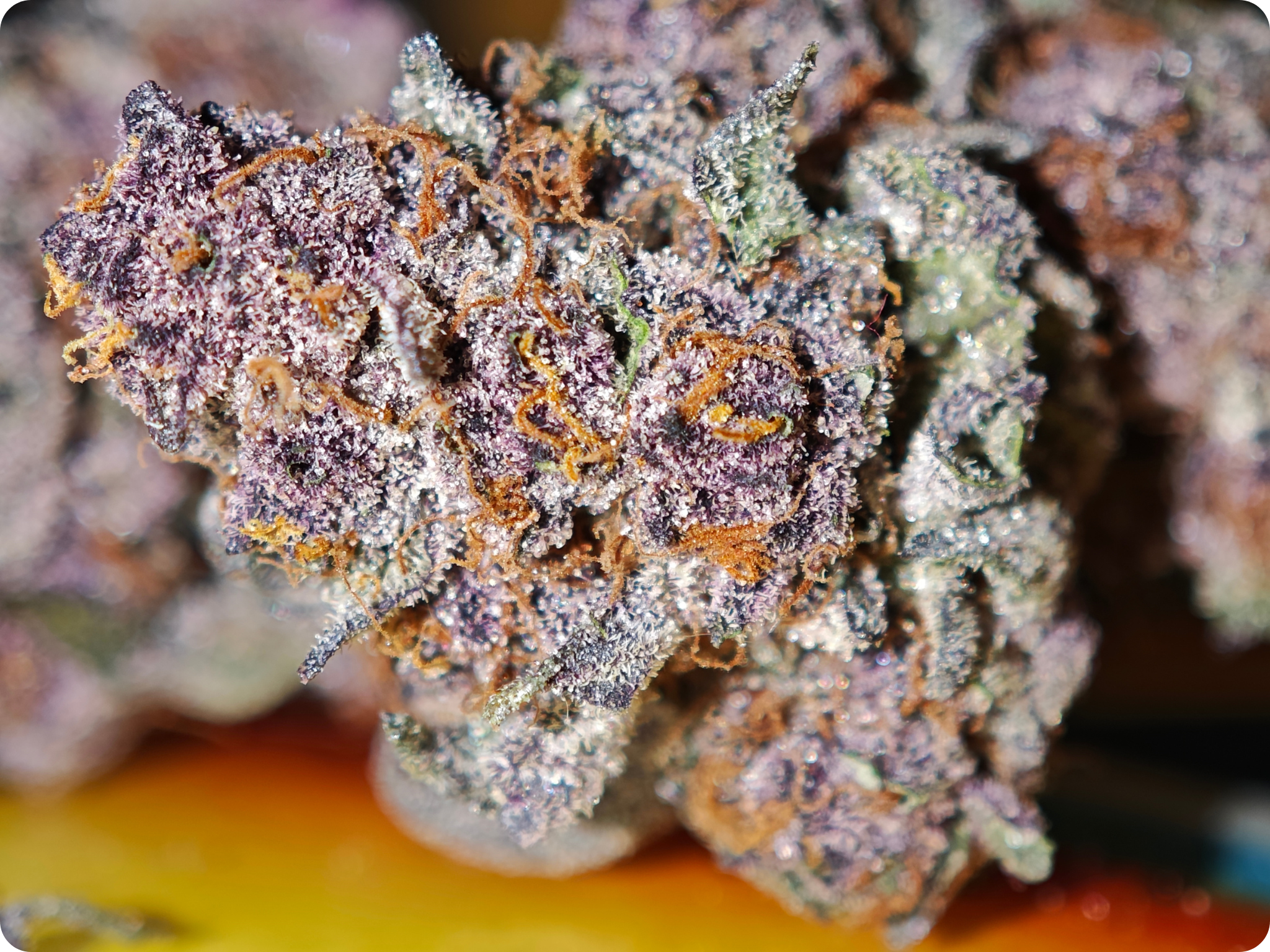 achat thca- thca france - thca europe - black cherry thca - leaf gold thca  thca effet