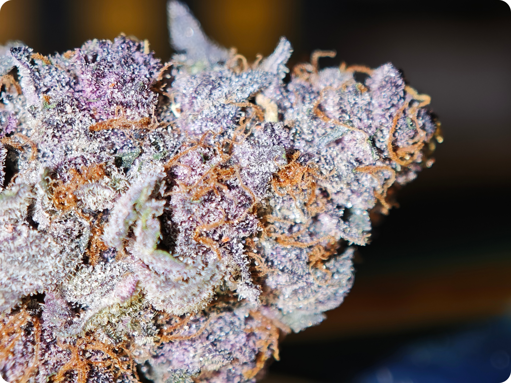 black cherry thca achat thca- thca france - thca europe - black cherry thca - leaf gold thca