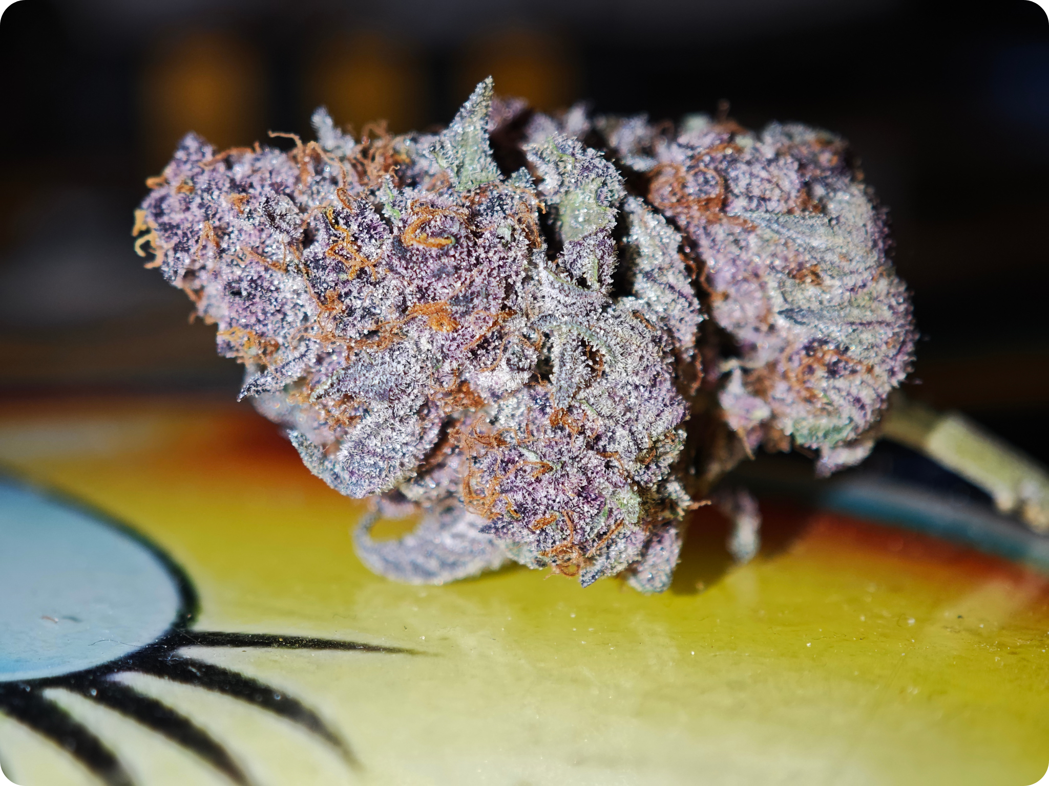 black cherry thca leaf gold best seller achat thca- thca france - thca europe - black cherry thca - leaf gold thca
