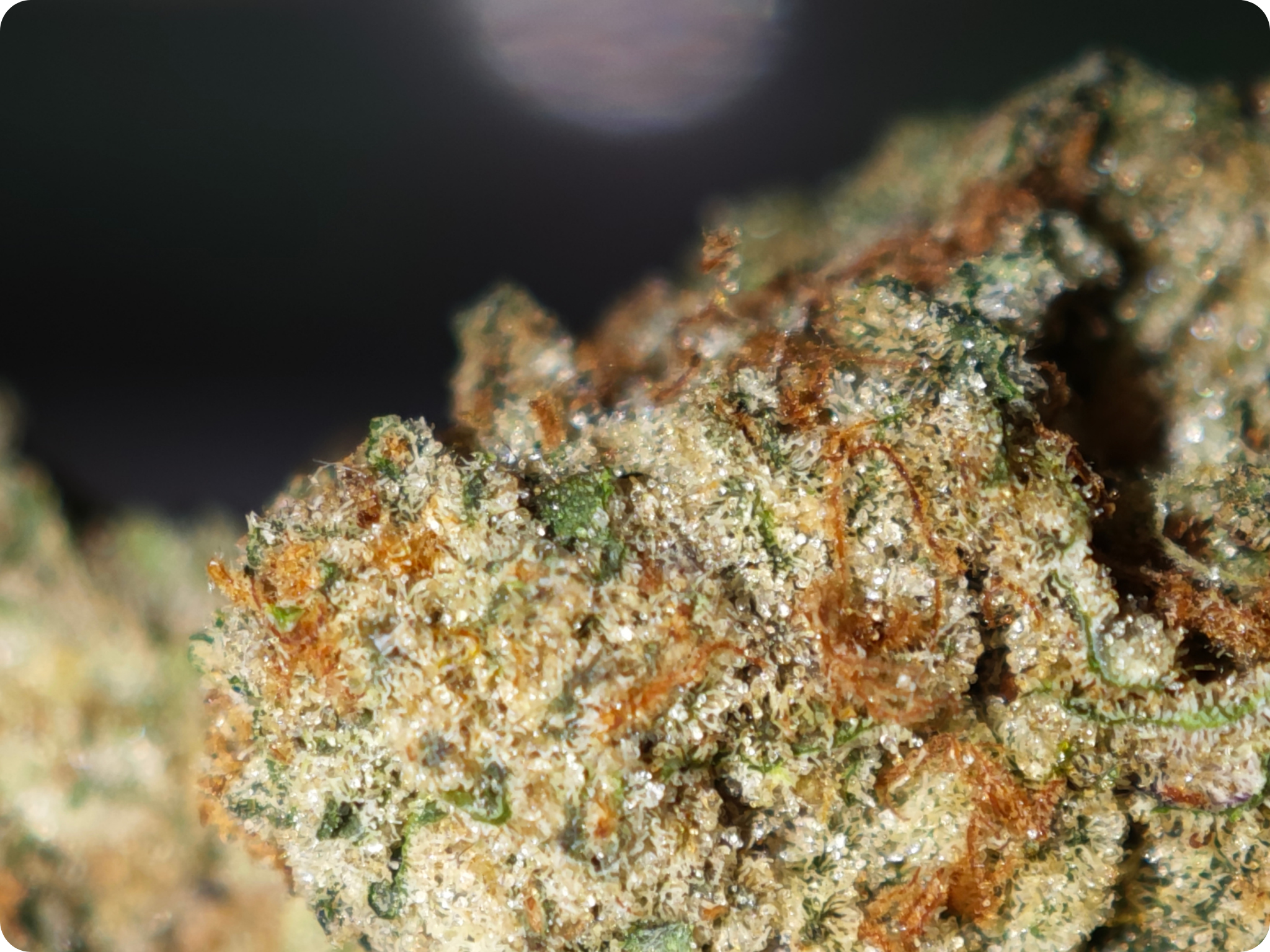 achat thca acheter thca achat thca - thca france - thca europe - oreoz thca - leaf gold thca
