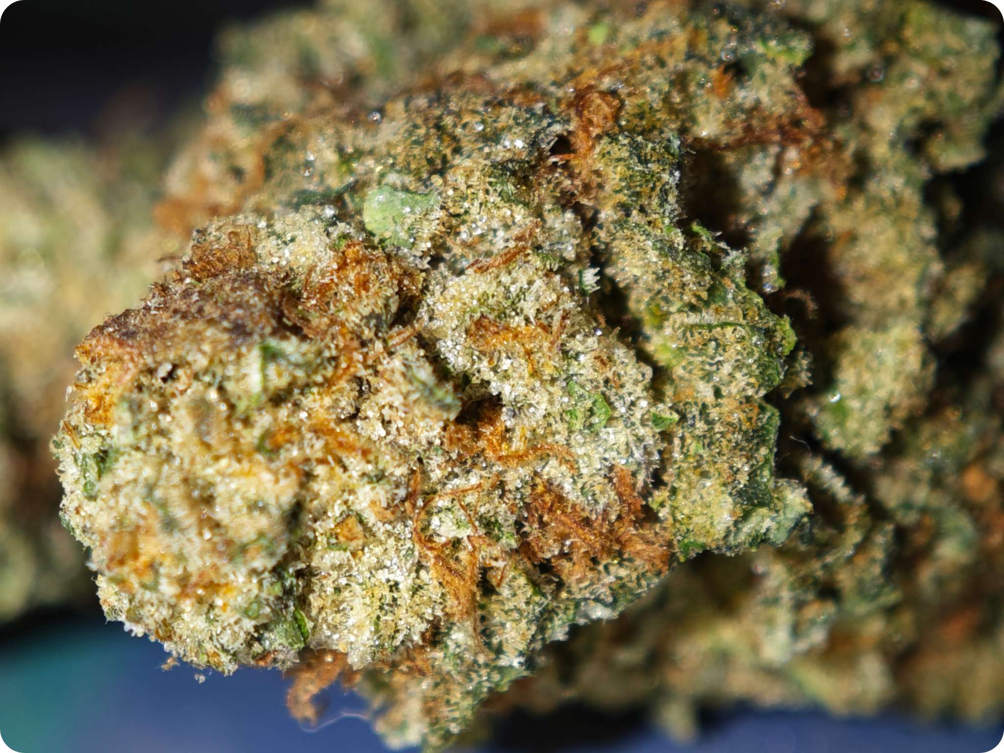 shop thca achat thca - thca france - thca europe - oreoz thca - leaf gold thca