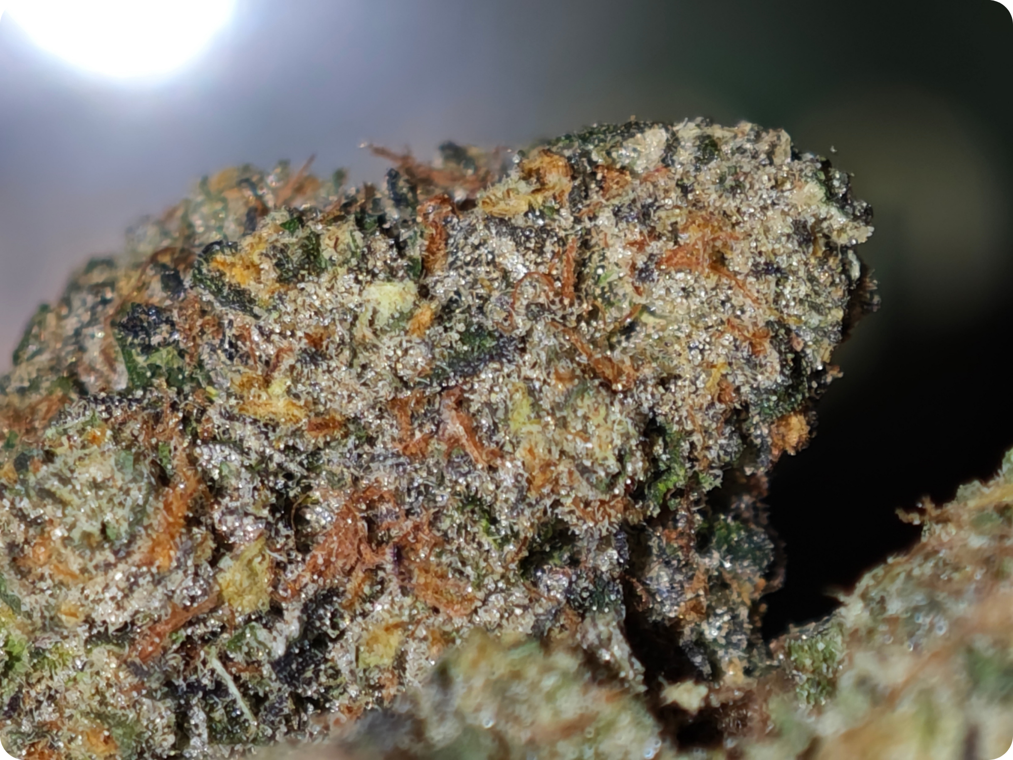 leaf gold achat thca - achat thca - thca france - thca europe - oreoz thca - leaf gold thca