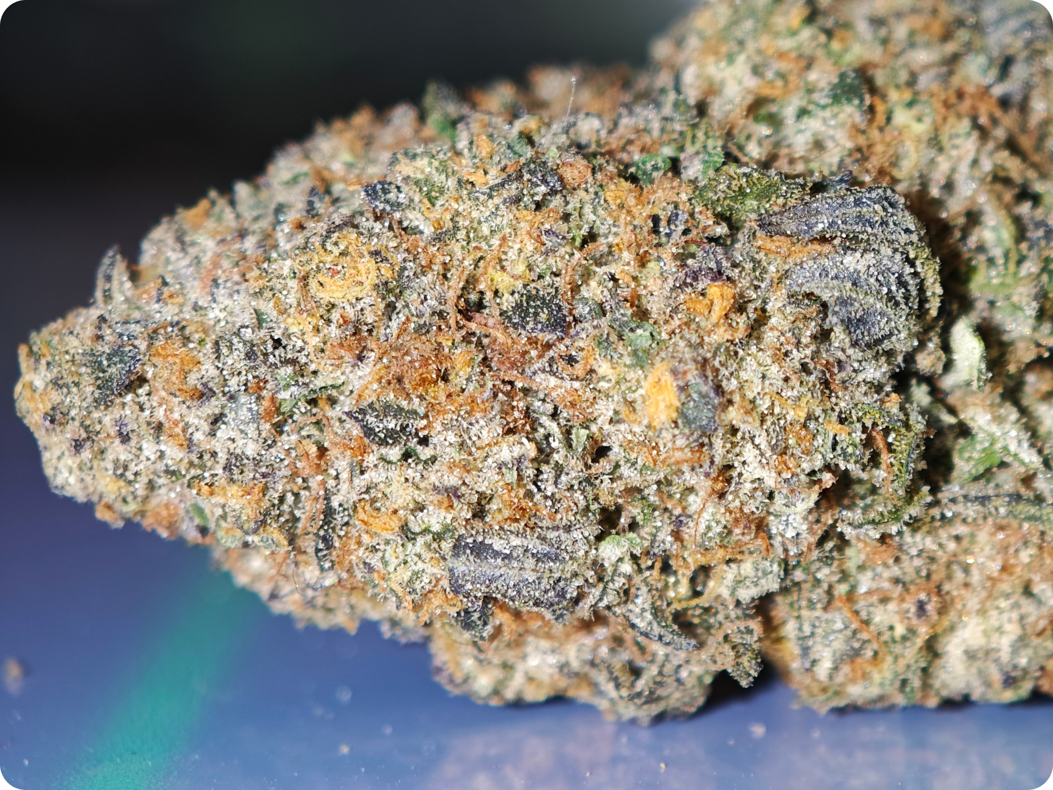 leaf gold thca achat thca - thca france - thca europe - oreoz thca - leaf gold thca