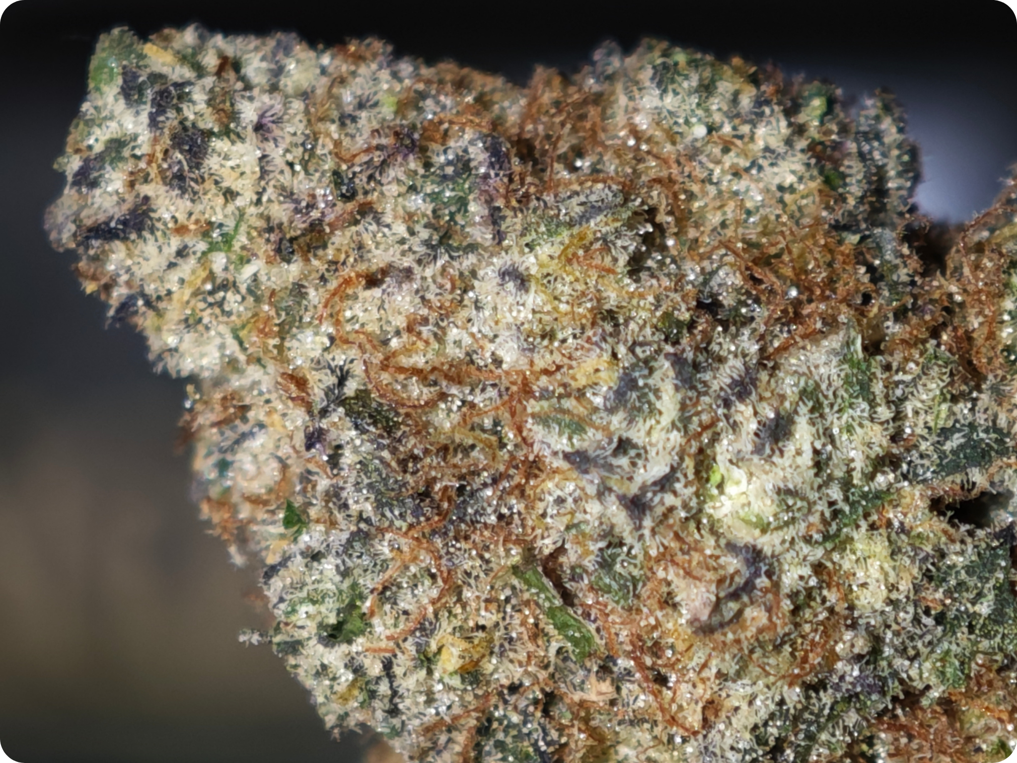 leaf gold thca france achat thca - thca france - thca europe - oreoz thca - leaf gold thca