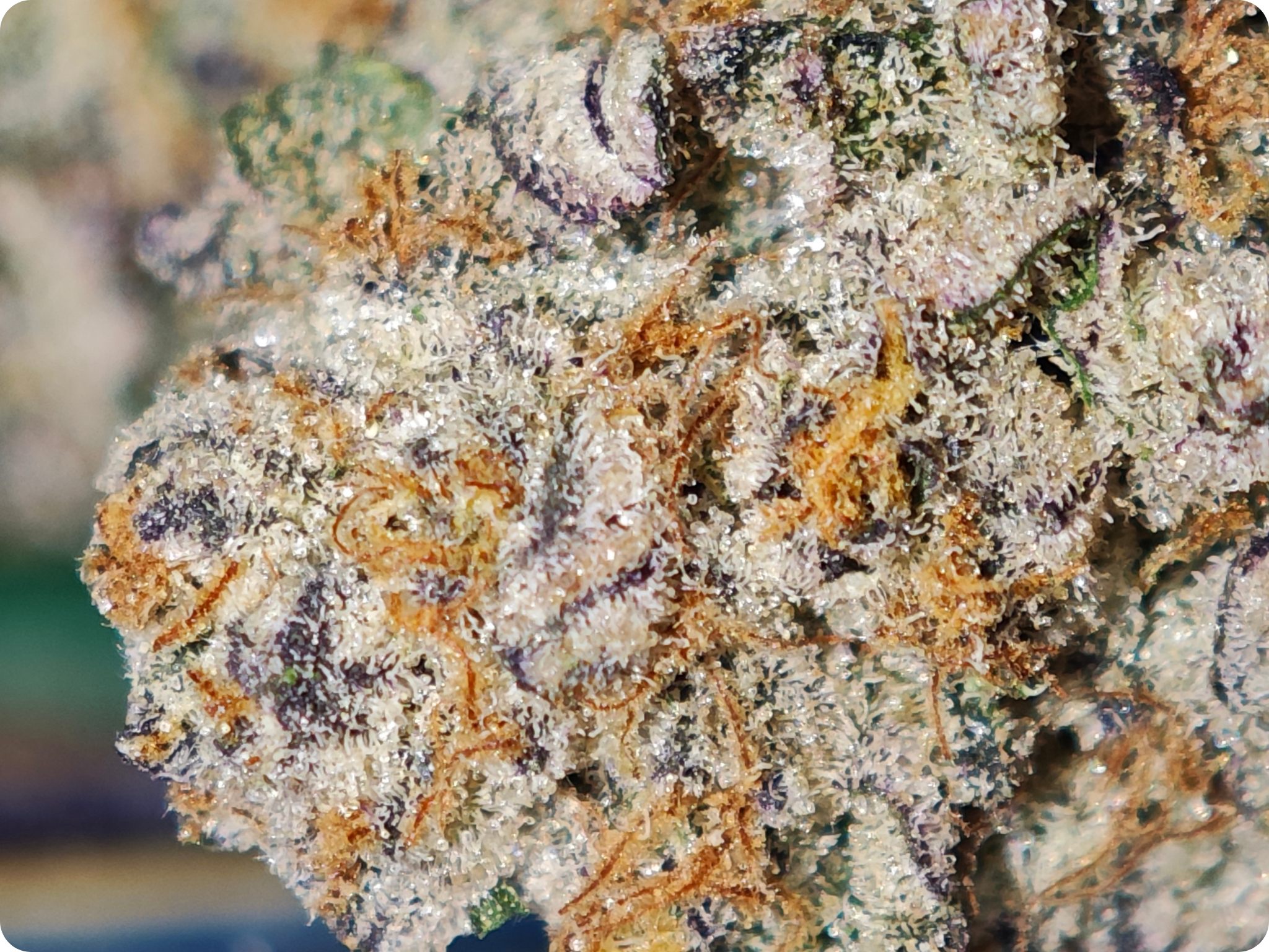 leaf gold thca ACHAT THCA - thca frcance -thca paris , thca allemagne , thca belgique , thca perpignan , thc marseille , thca ile de france , thca spain , thca wholesale , leaf gold thca , best seller thca , thca p