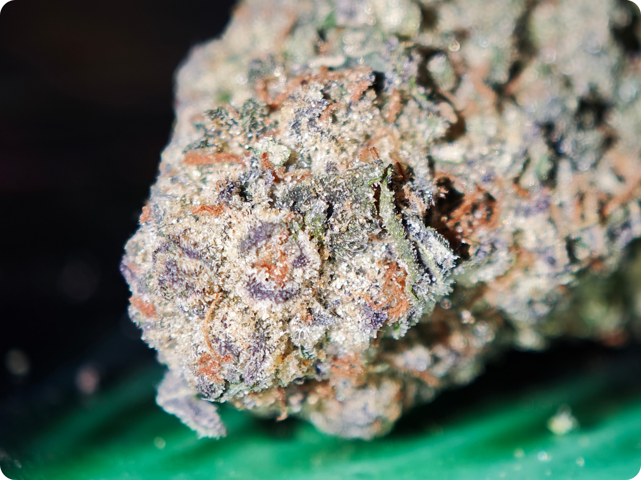 sour apricot flower thca ACHAT THCA - thca frcance -thca paris , thca allemagne , thca belgique , thca perpignan , thc marseille , thca ile de france , thca spain , thca wholesale , leaf gold thca , best seller thc