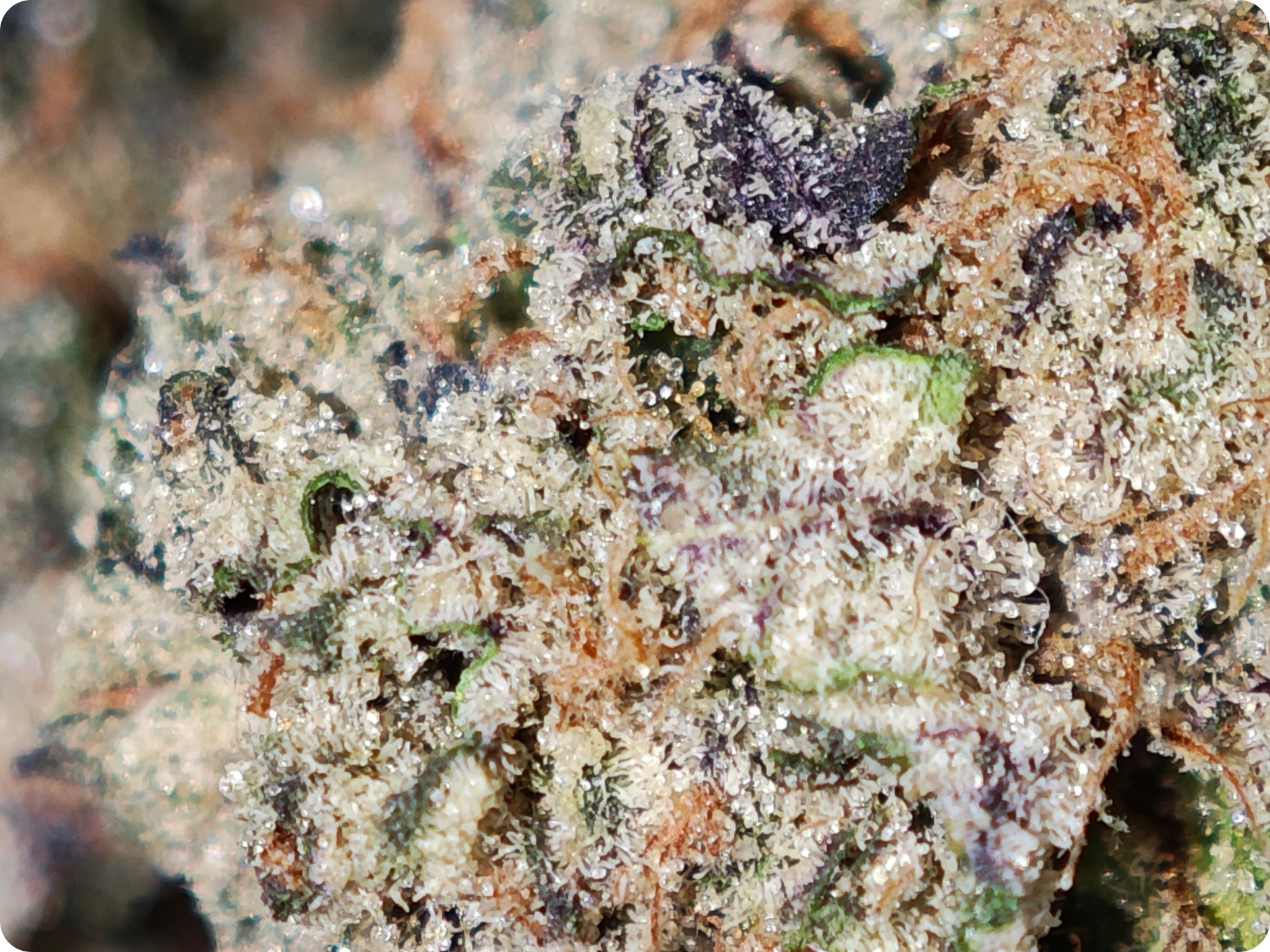 sour apricot thc atrichomes ACHAT THCA - thca frcance -thca paris , thca allemagne , thca belgique , thca perpignan , thc marseille , thca ile de france , thca spain , thca wholesale , leaf gold thca , best seller