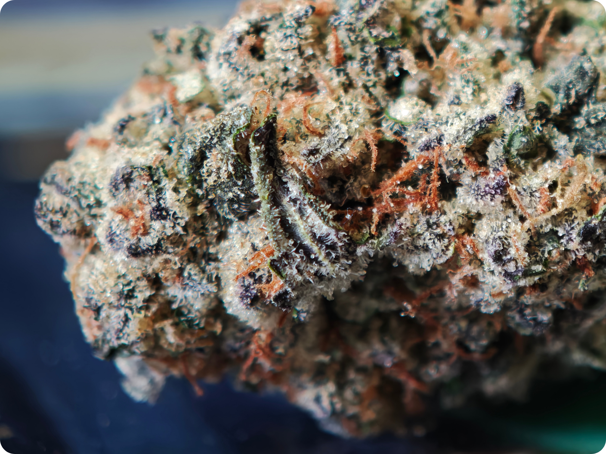 sour apricot thca ACHAT THCA - thca frcance -thca paris , thca allemagne , thca belgique , thca perpignan , thc marseille , thca ile de france , thca spain , thca wholesale , leaf gold thca , best seller thca , thc