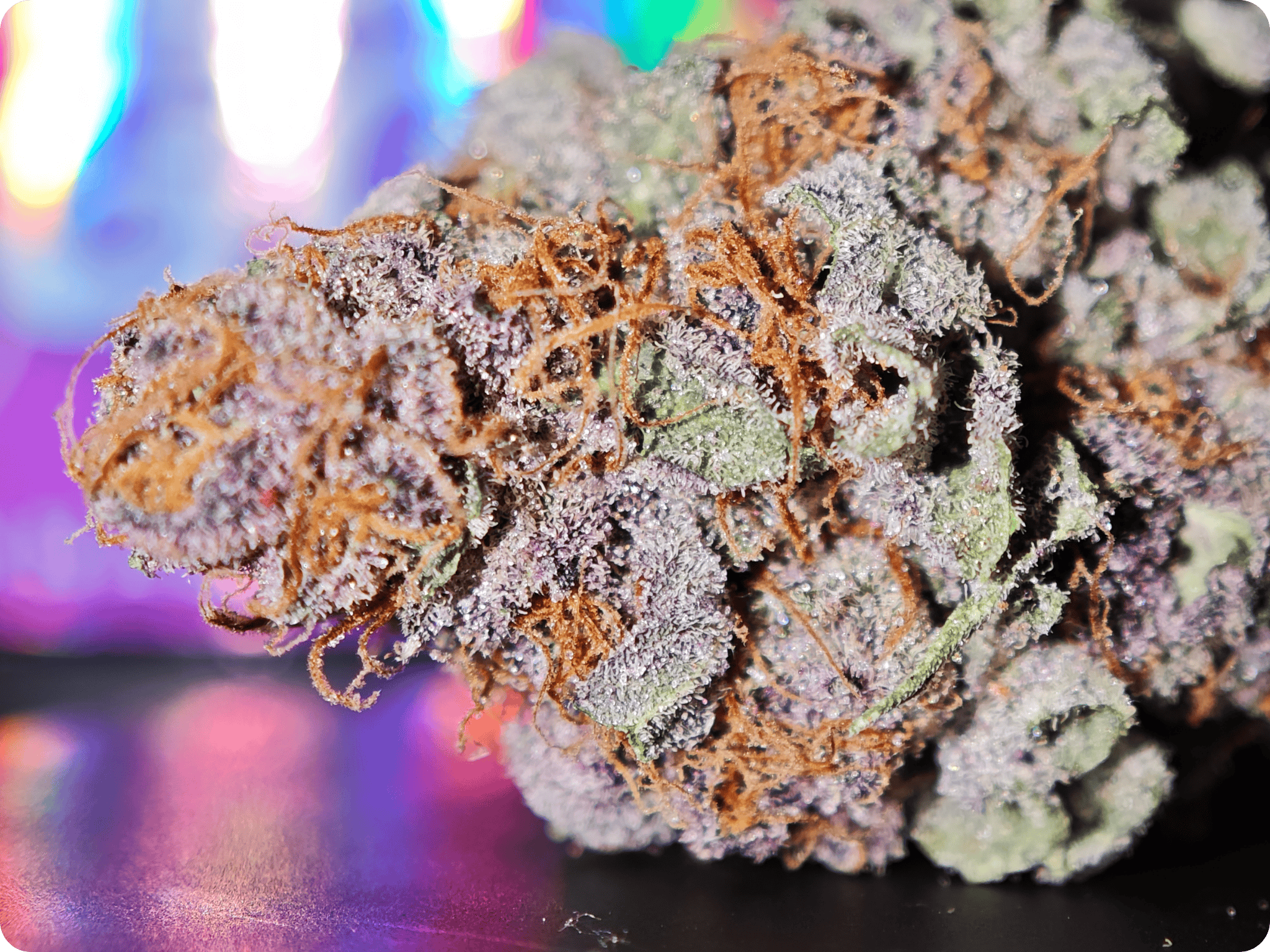pink rosay thca leaf gold