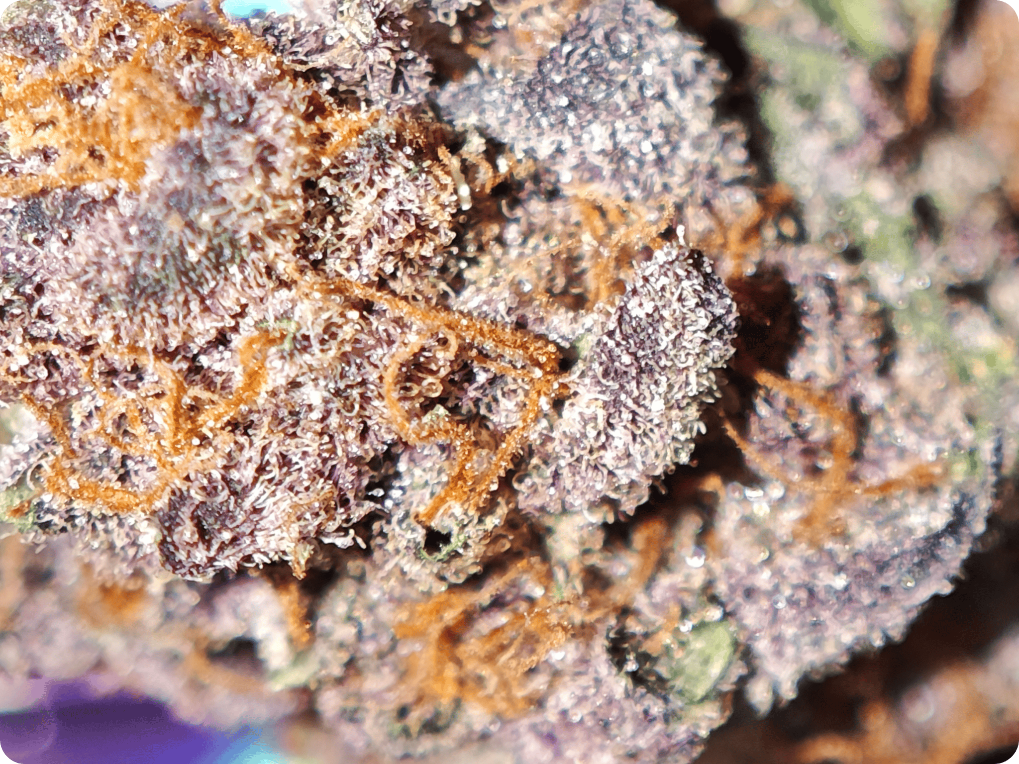 pink rosay thca france
